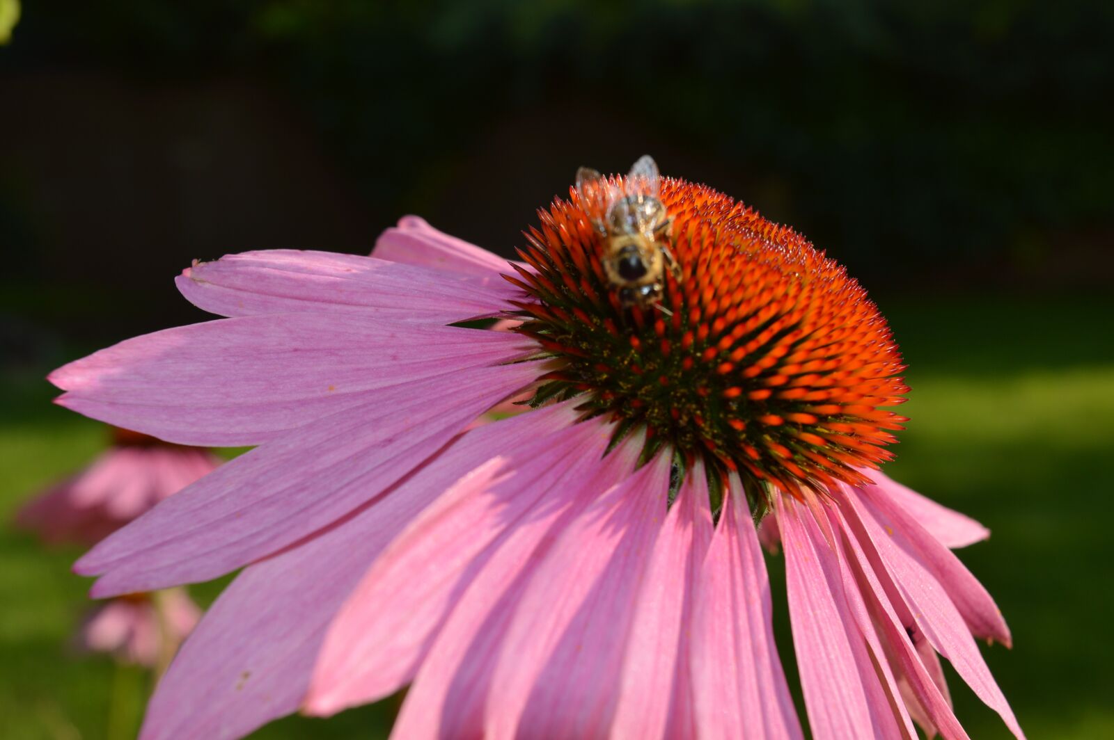 Nikon D3200 sample photo. Nature, bee, flower photography