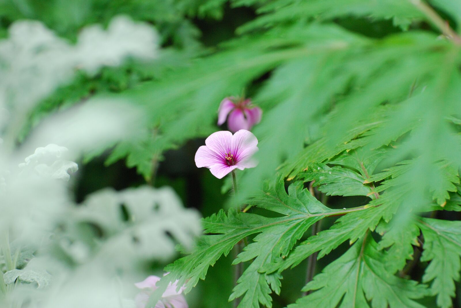 Nikon D80 sample photo. Nature, flower, green photography
