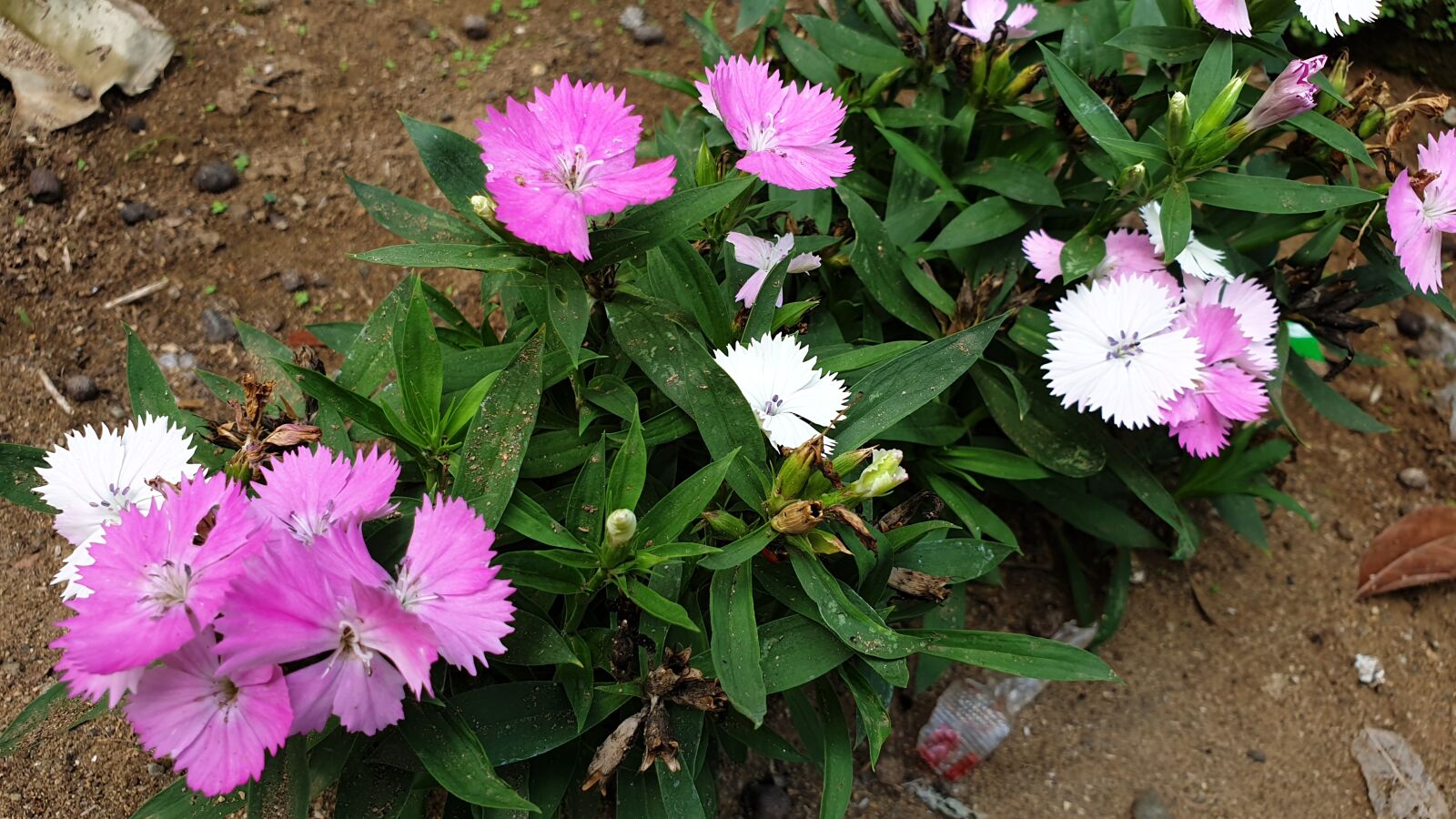 Samsung Galaxy Note9 sample photo. Plants, flowers, green photography