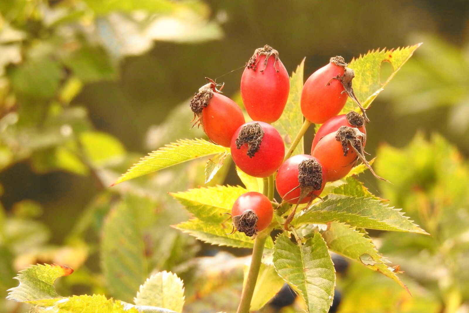 Nikon Coolpix P900 sample photo. Rose hip, red, wild photography