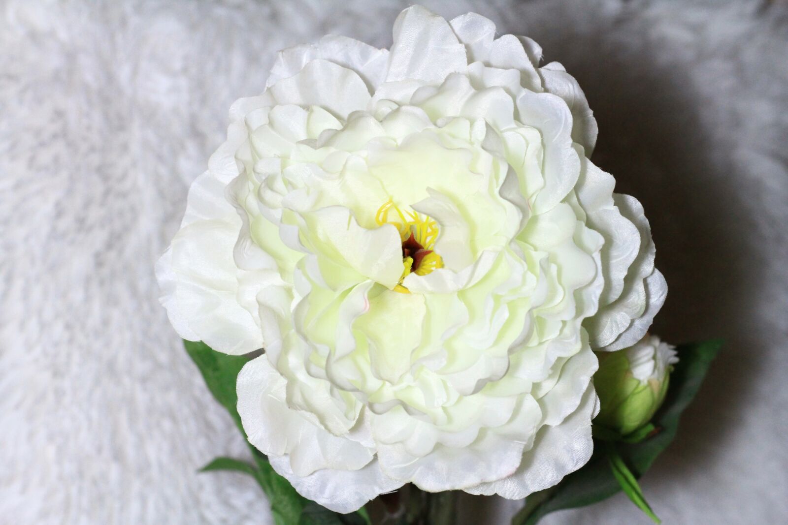 Canon EOS 7D sample photo. Flowers, light, flower photography