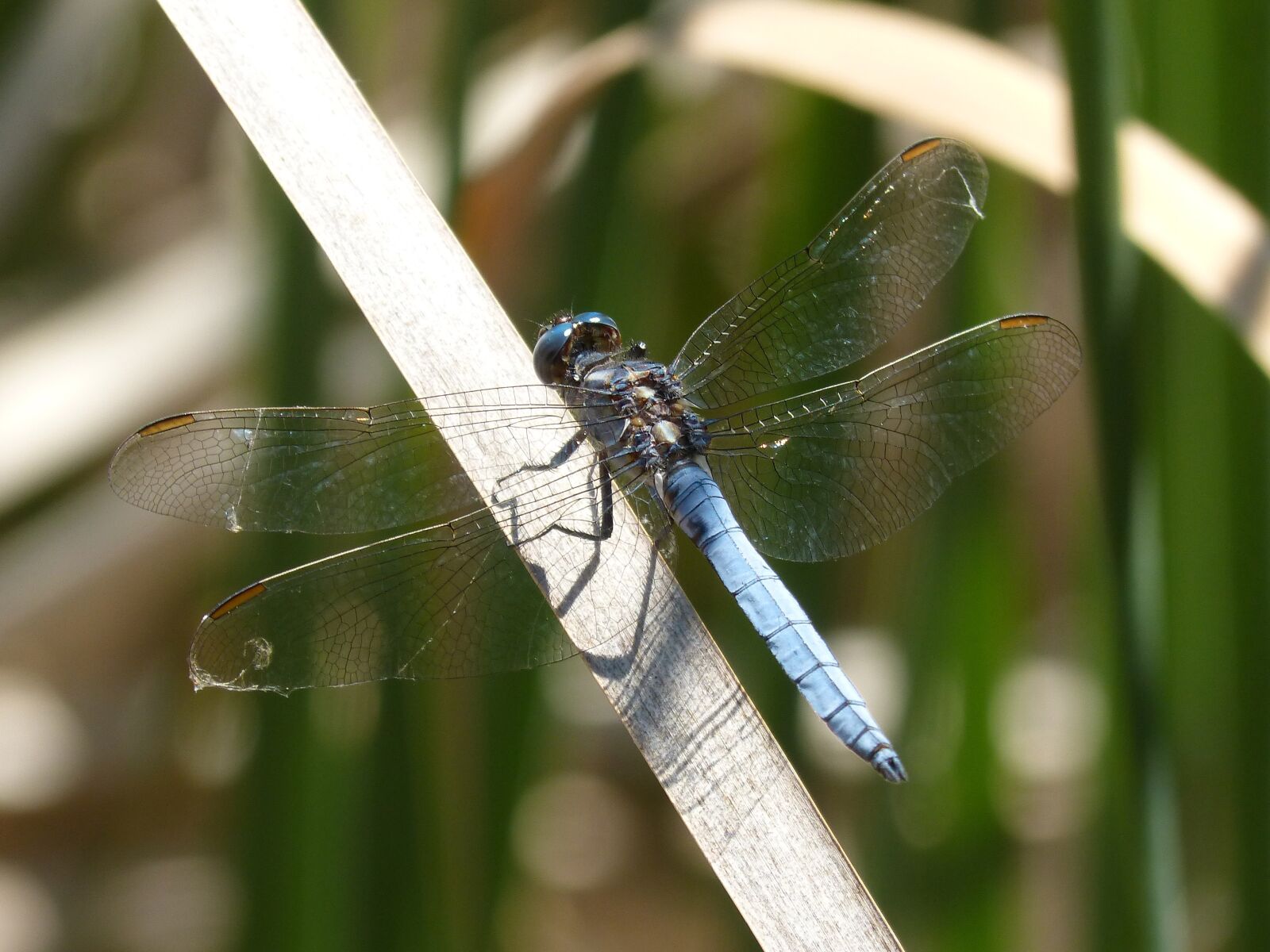 Panasonic DMC-FZ62 sample photo. Dragonfly, blue dragonfly, pond photography