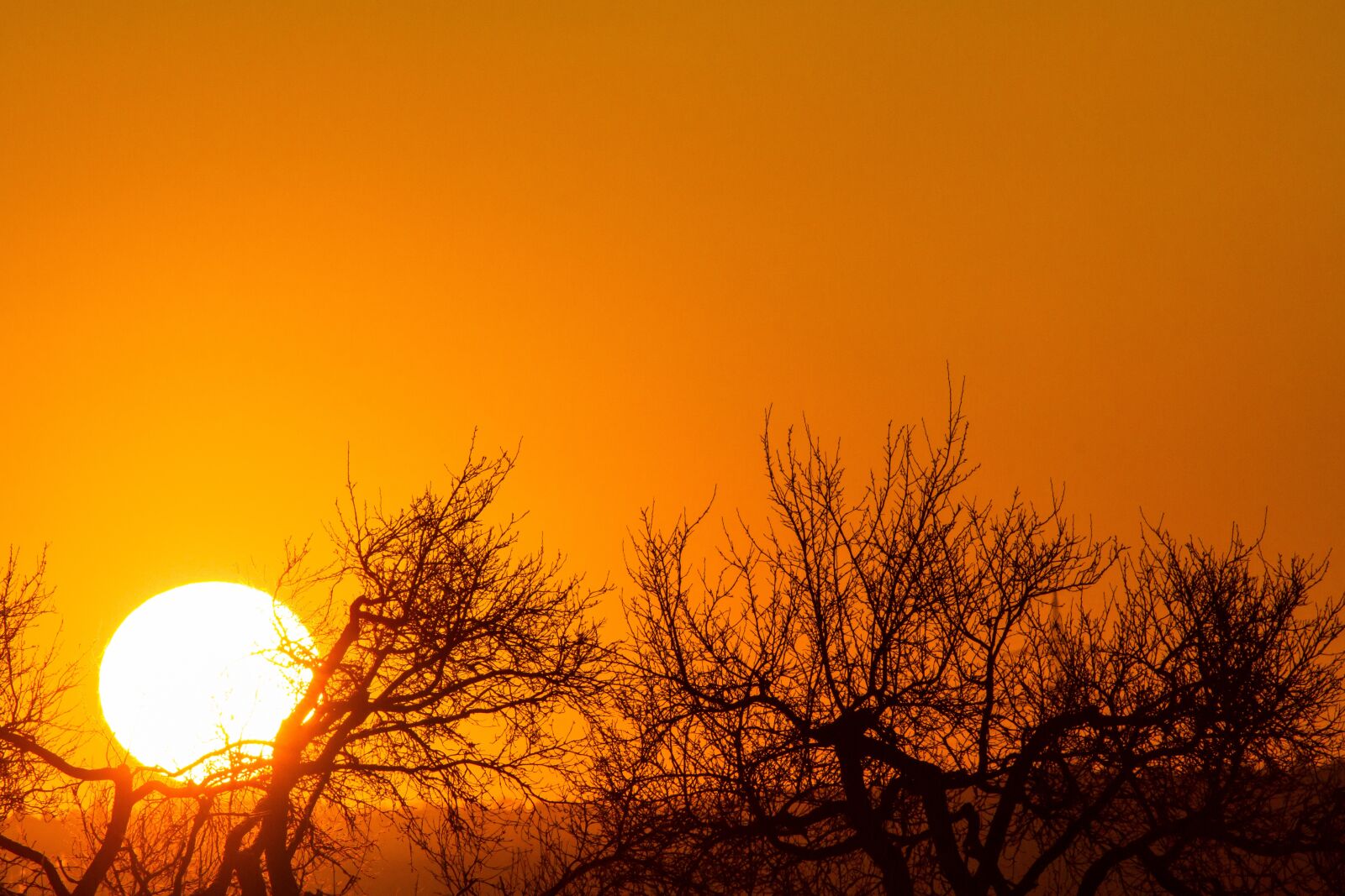 Canon EOS 7D sample photo. Sunset, orange sky, treetops photography