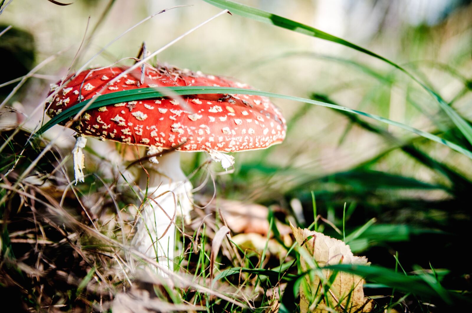 Nikon D5100 sample photo. Fungus, organism, mushroom, vegetable photography