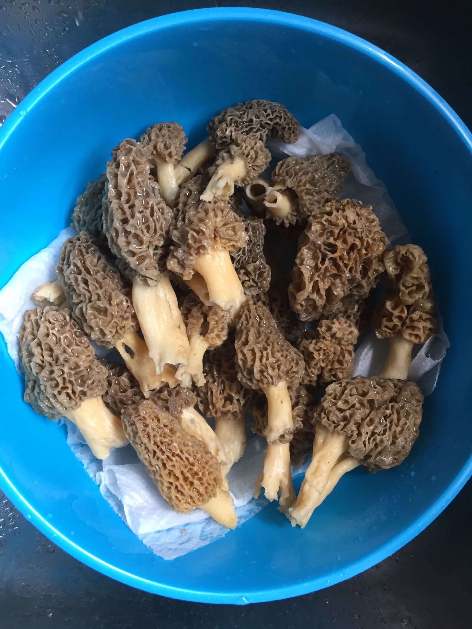 Apple iPhone 6 sample photo. Freshmushrooms photography