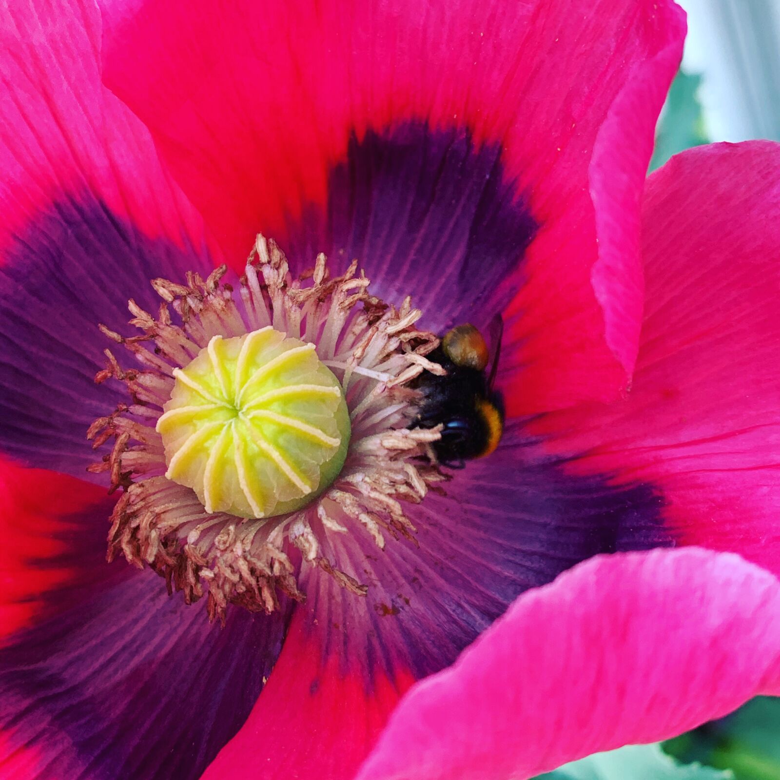 iPhone XS back dual camera 4.25mm f/1.8 sample photo. Poppy, flower, stamen photography