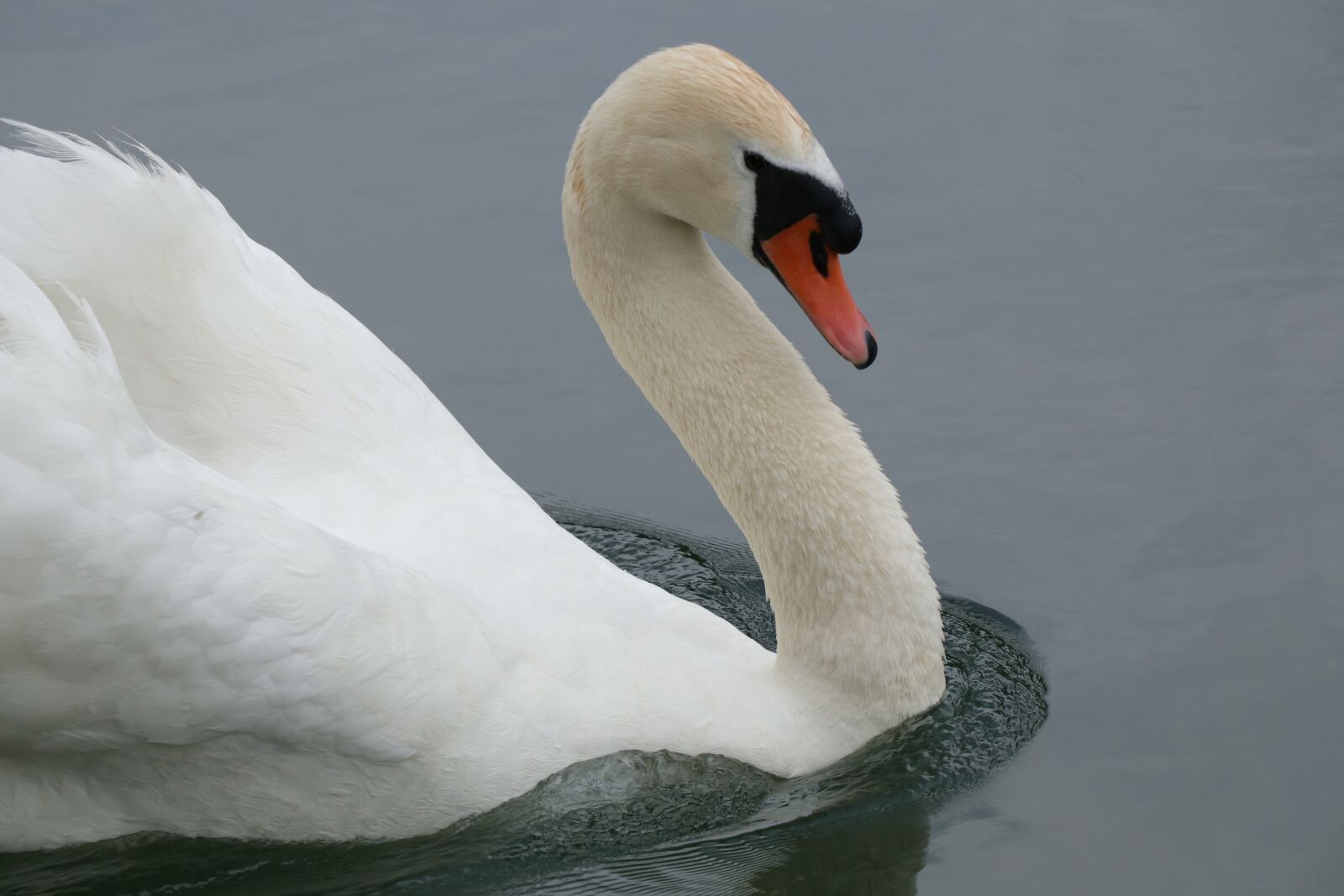 Canon EF-S 18-135mm F3.5-5.6 IS USM sample photo. Swan, mute swan, bird photography
