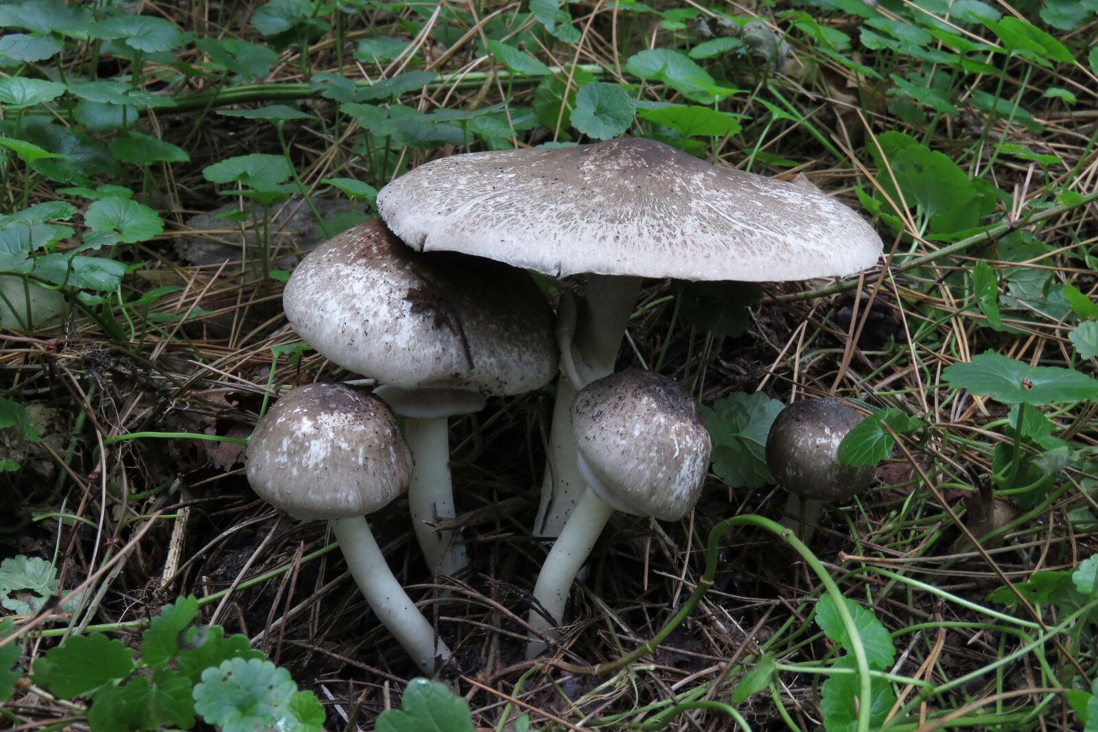 Canon PowerShot SX60 HS sample photo. Fungi, champignon, mushroom photography