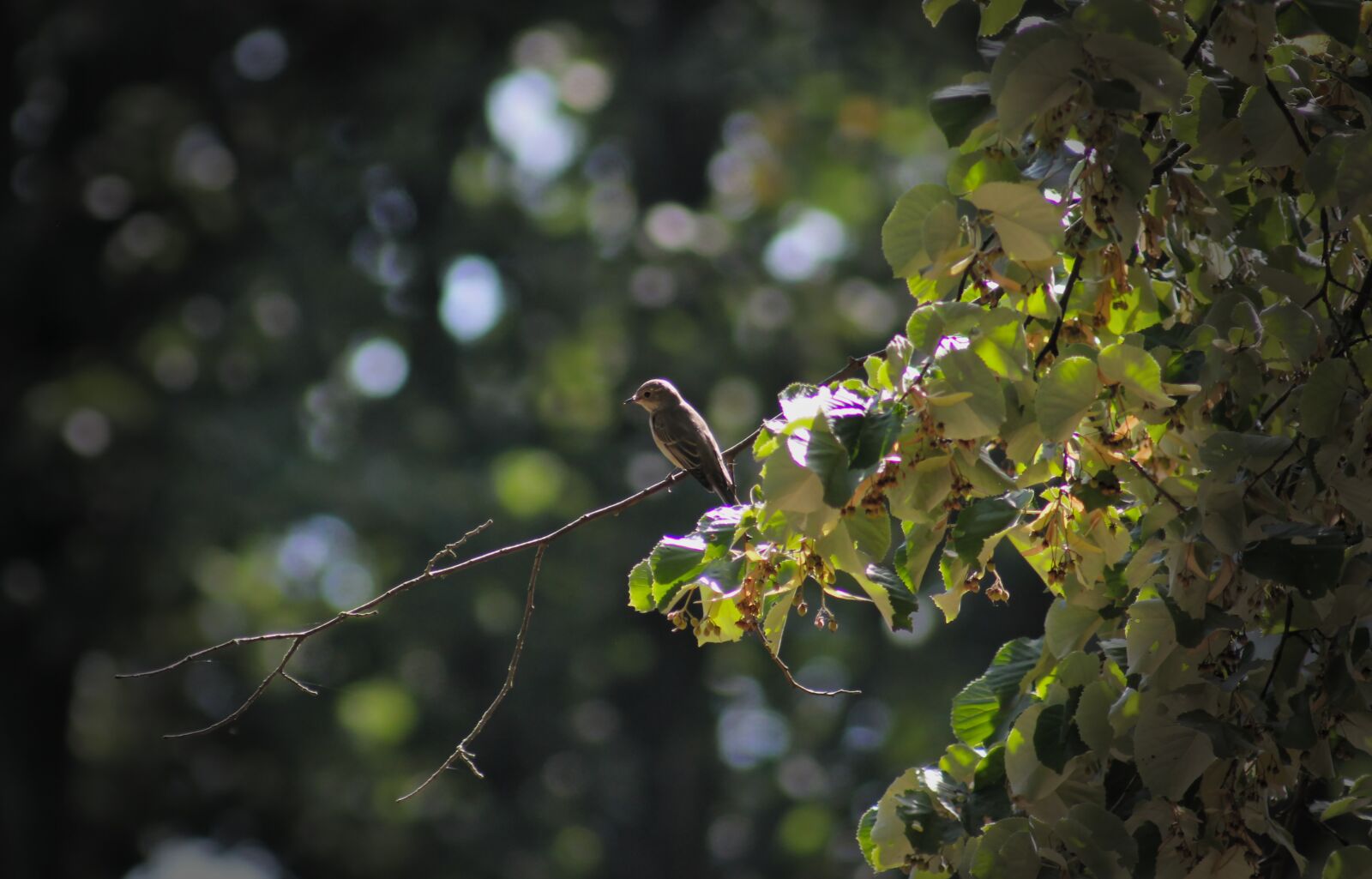 Canon EOS 550D (EOS Rebel T2i / EOS Kiss X4) sample photo. Tree pipit, perching birds photography