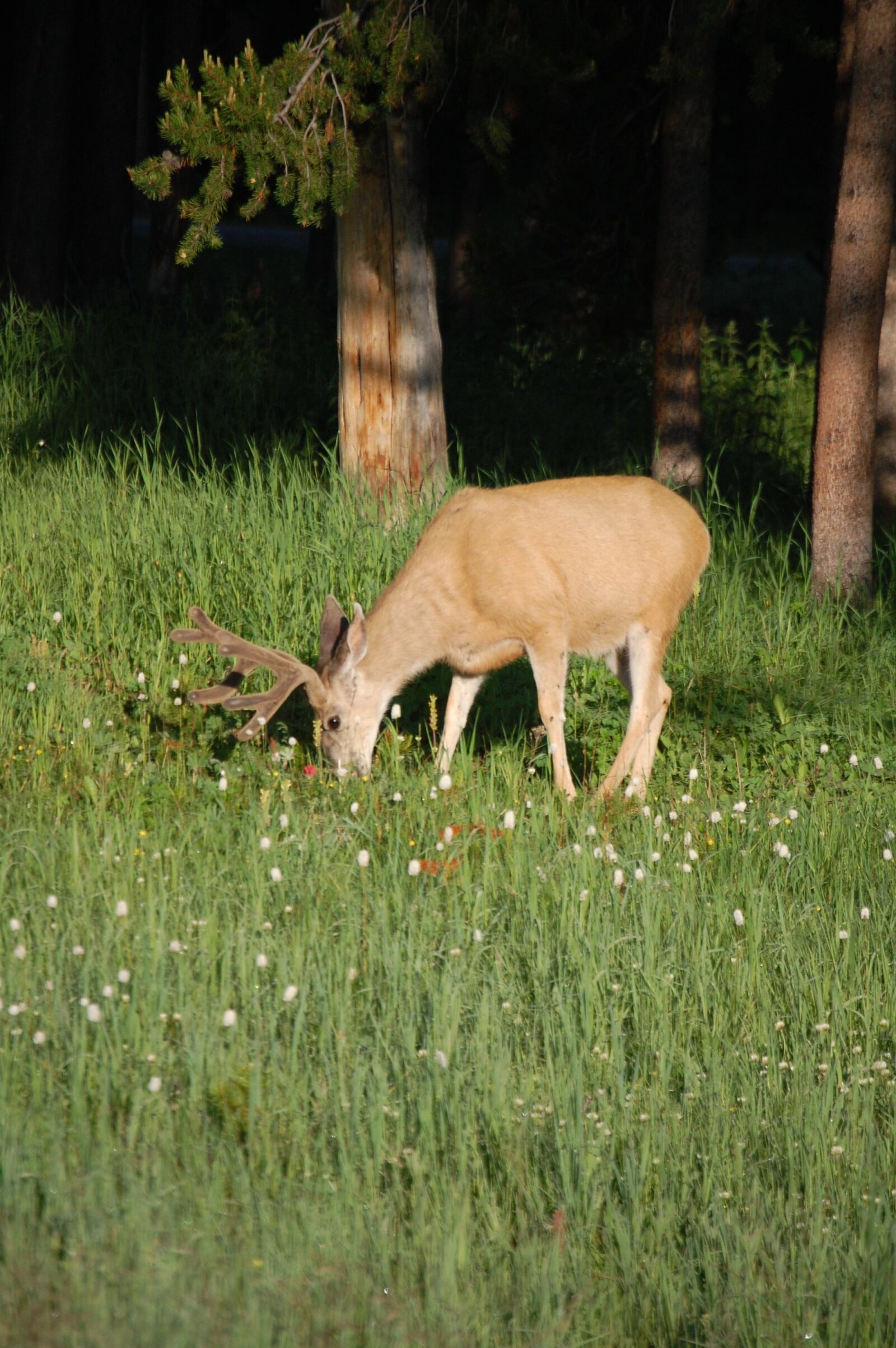 Nikon D40 sample photo. Deer, wildlife, buck photography