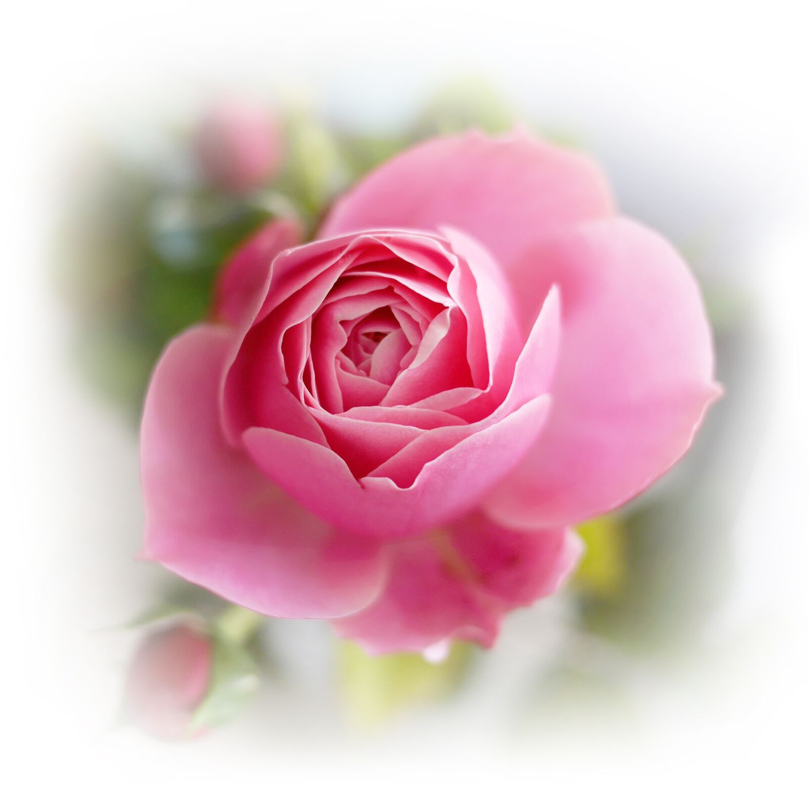 Panasonic Lumix DMC-GX7 sample photo. Rose, flower, blossom photography