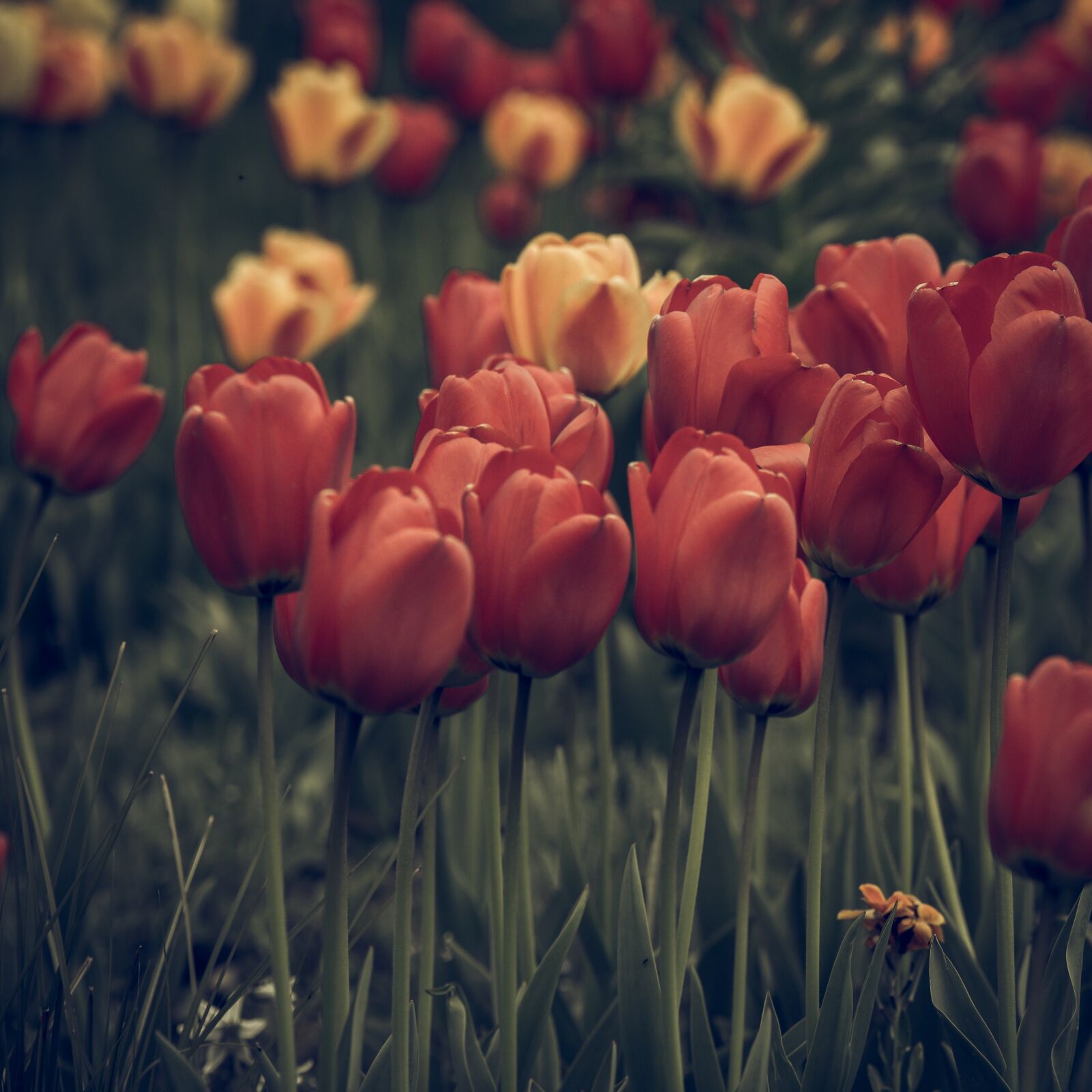 Nikon D750 sample photo. Vintage look, tulips, faded photography
