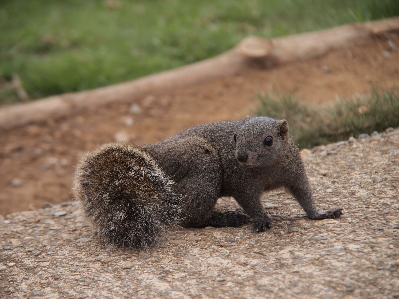 Olympus PEN E-PL2 sample photo. Squirrel, azole, animal photography
