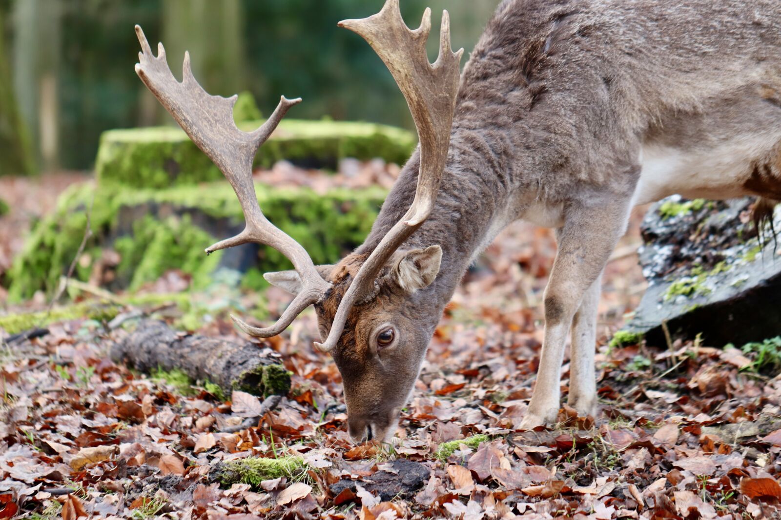 Canon EOS 800D (EOS Rebel T7i / EOS Kiss X9i) sample photo. Fallow deer, hirsch, antler photography