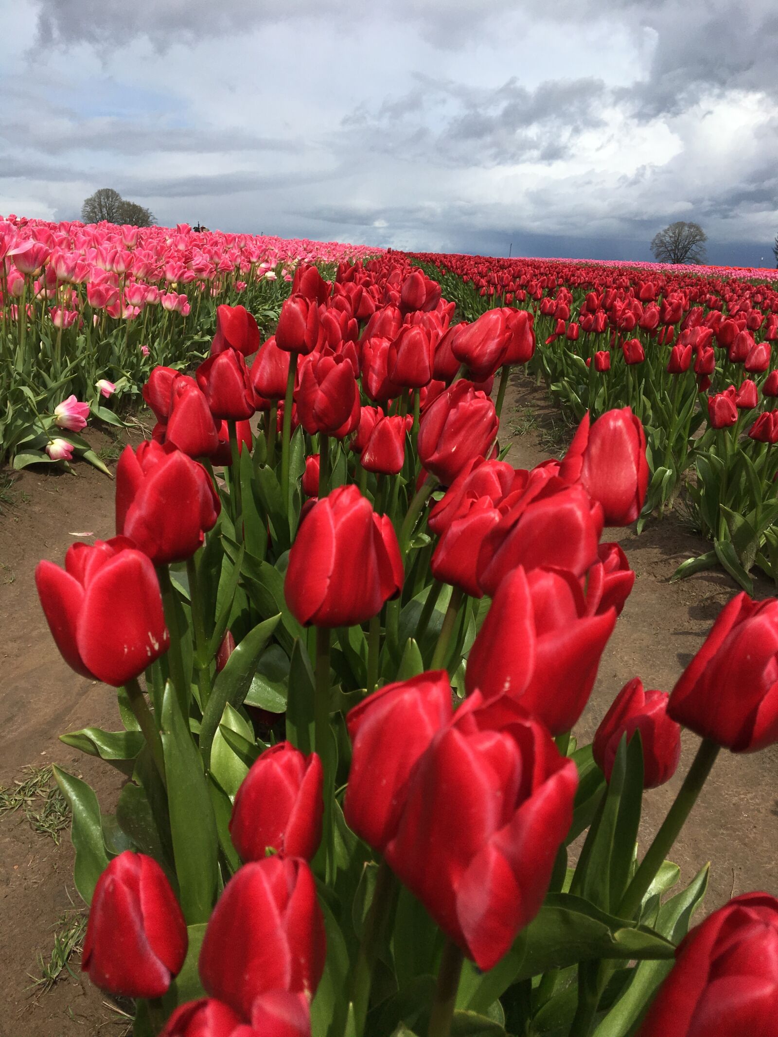 Apple iPhone 6s sample photo. Tulip, red, spring photography