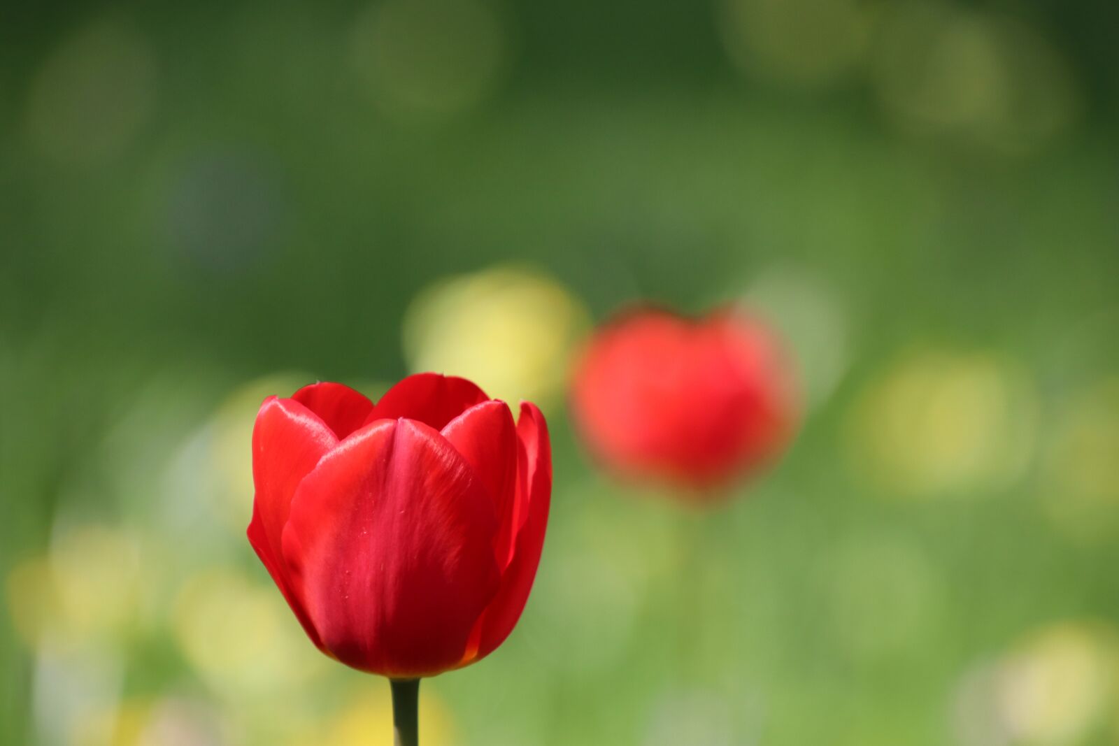 Canon EOS 800D (EOS Rebel T7i / EOS Kiss X9i) sample photo. Tulips, bulbous plants, flowers photography
