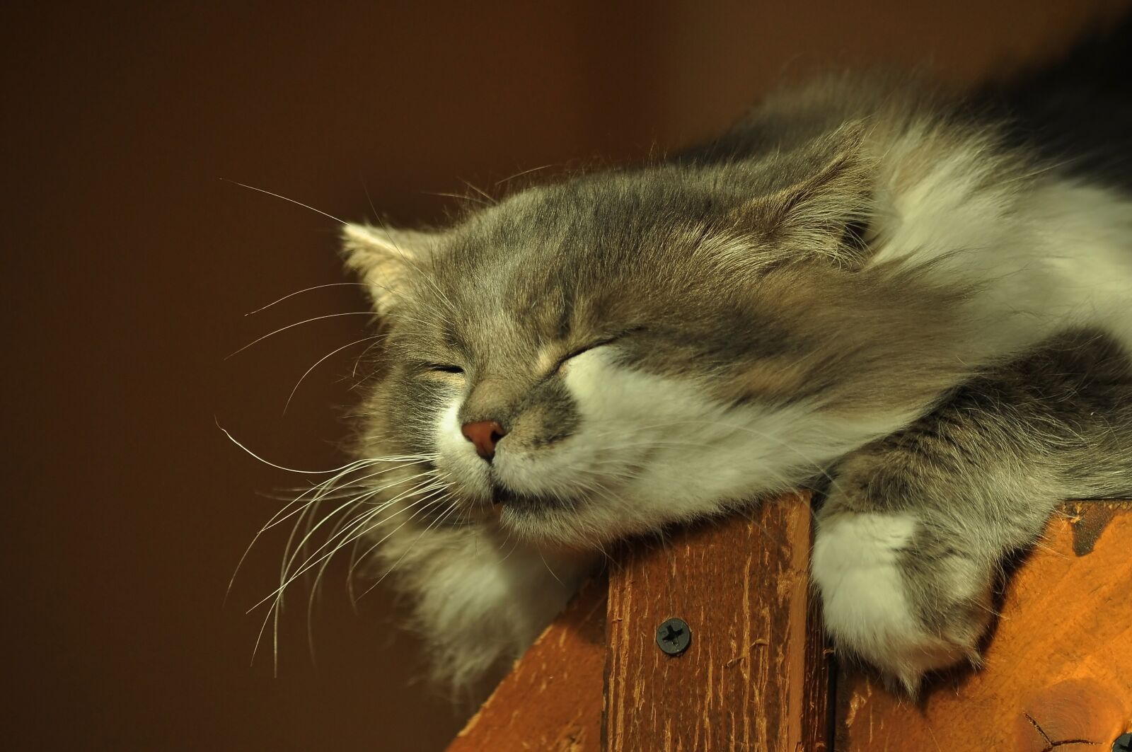 Nikon D90 sample photo. Head, cat, sleeps photography