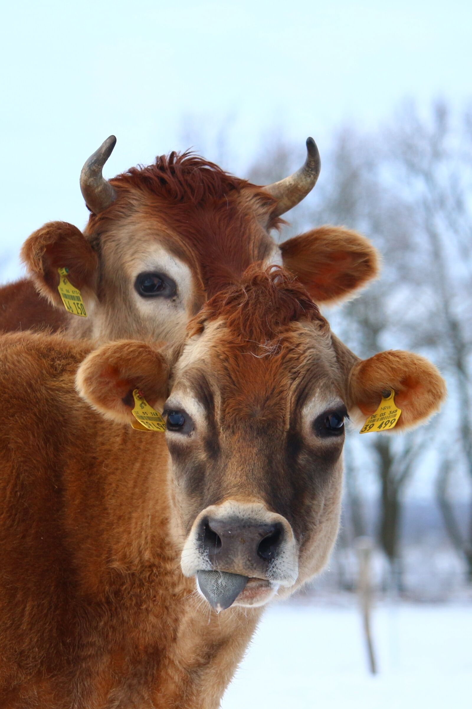 Canon EOS 100D (EOS Rebel SL1 / EOS Kiss X7) sample photo. Cow, ruminant, animal photography