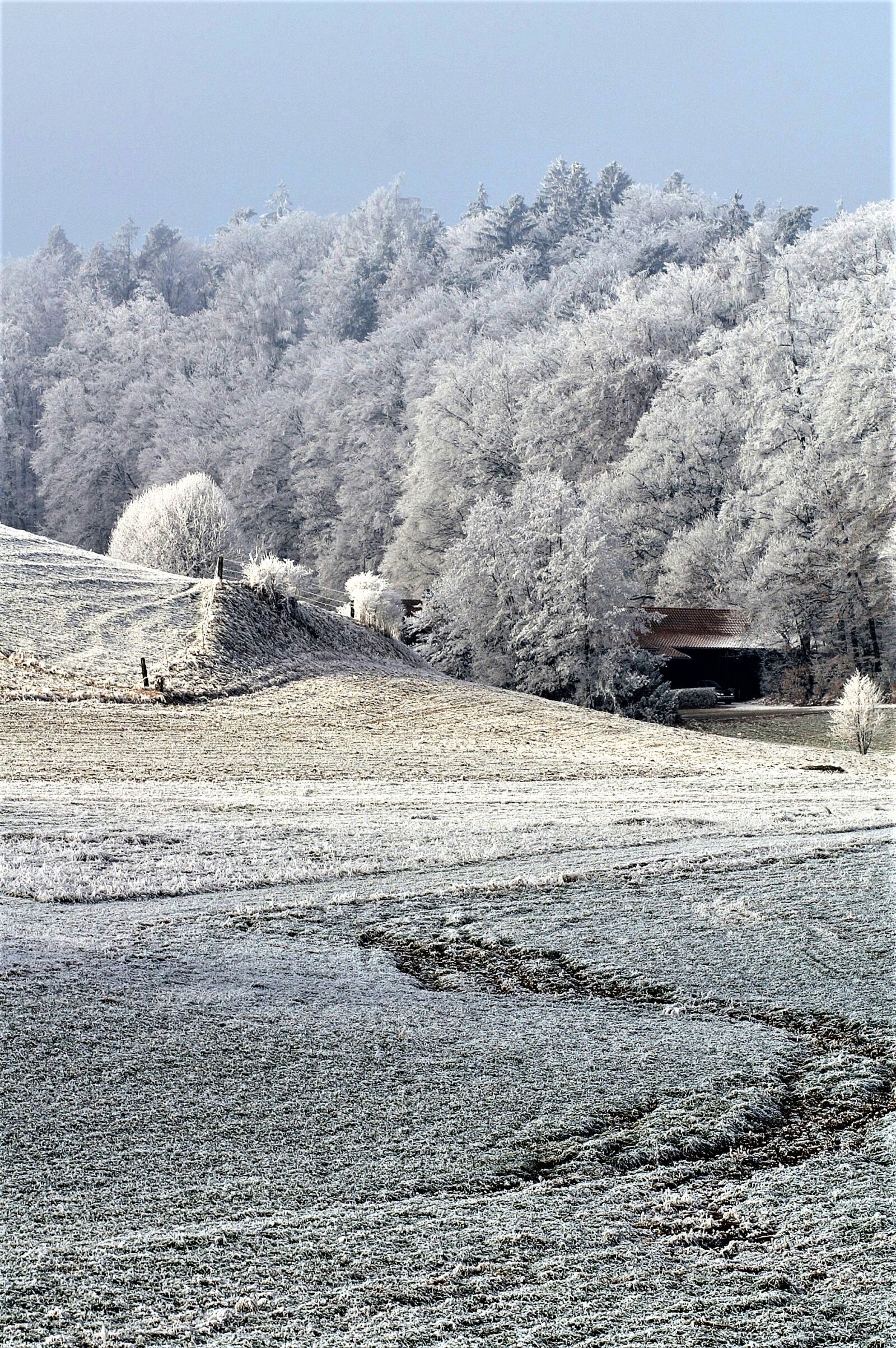 KONICA MINOLTA DYNAX 7D sample photo. Winter, snow, wintry photography