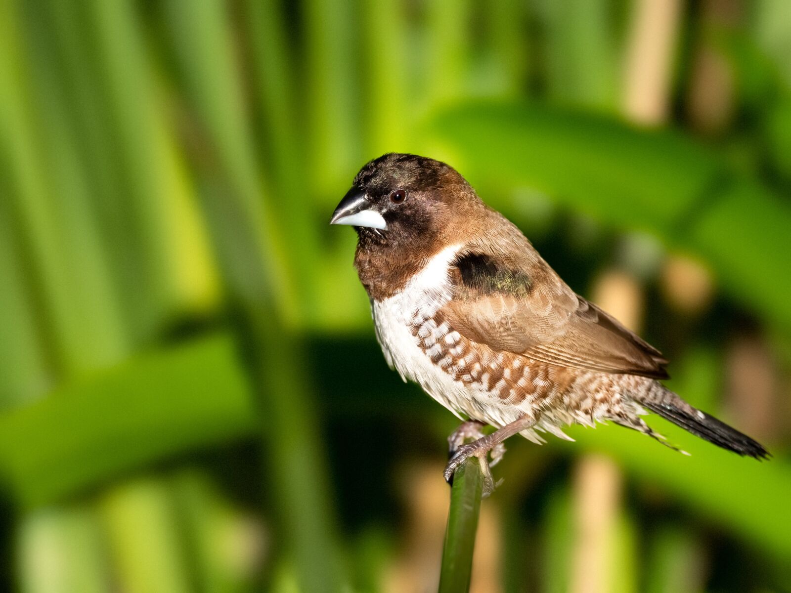 M.300mm F4.0 + MC-14 sample photo. Bronze mannikin, bird, nature photography