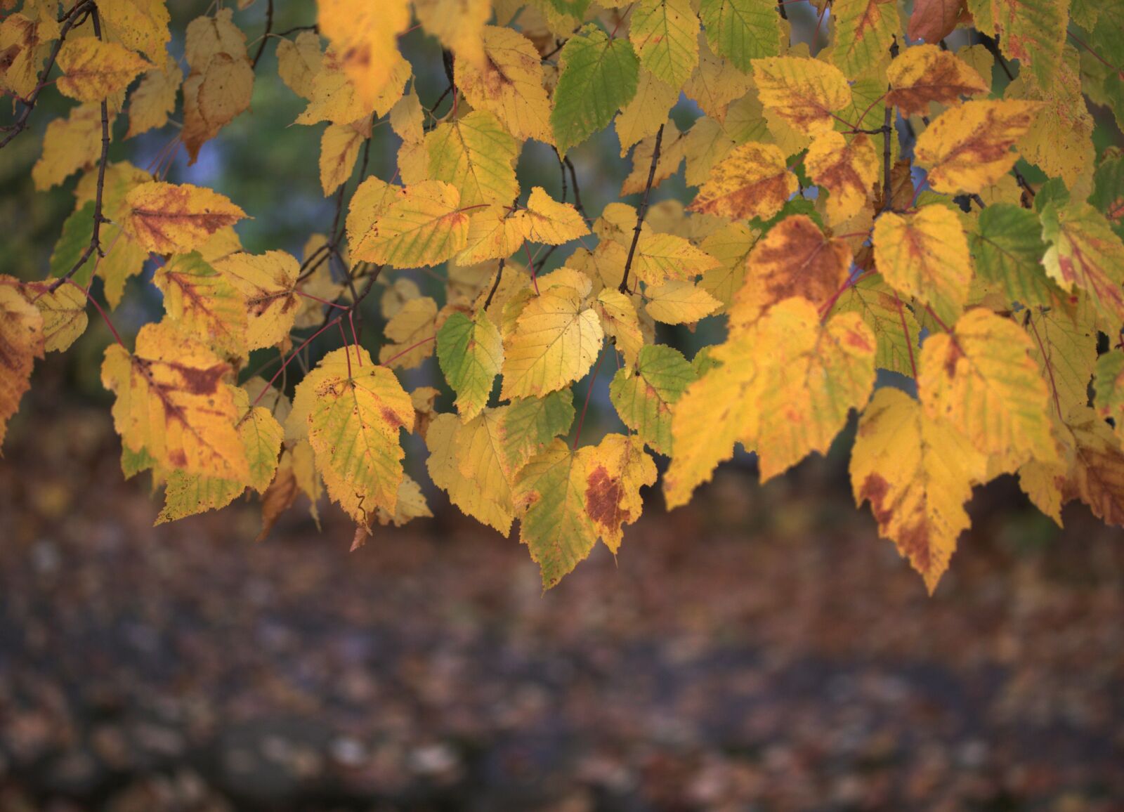 Canon EF-S 60mm F2.8 Macro USM sample photo. Leaves, yellow, casey photography