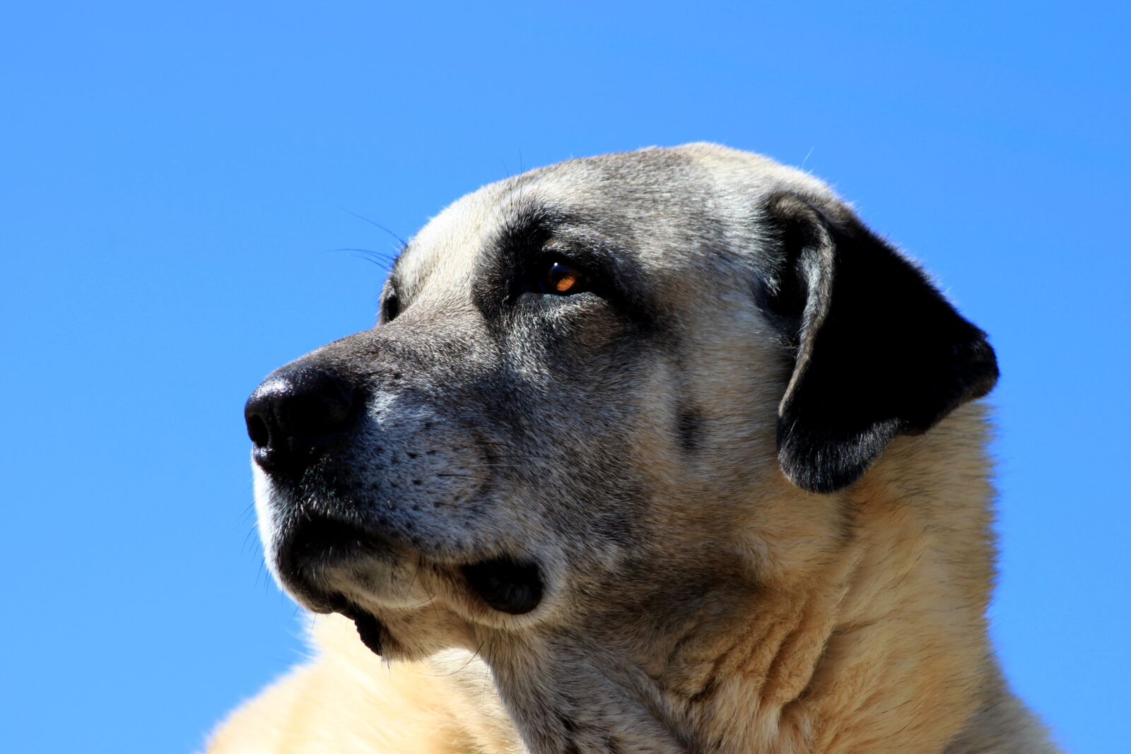 Canon EOS 500D (EOS Rebel T1i / EOS Kiss X3) sample photo. Dog, animal, pets photography