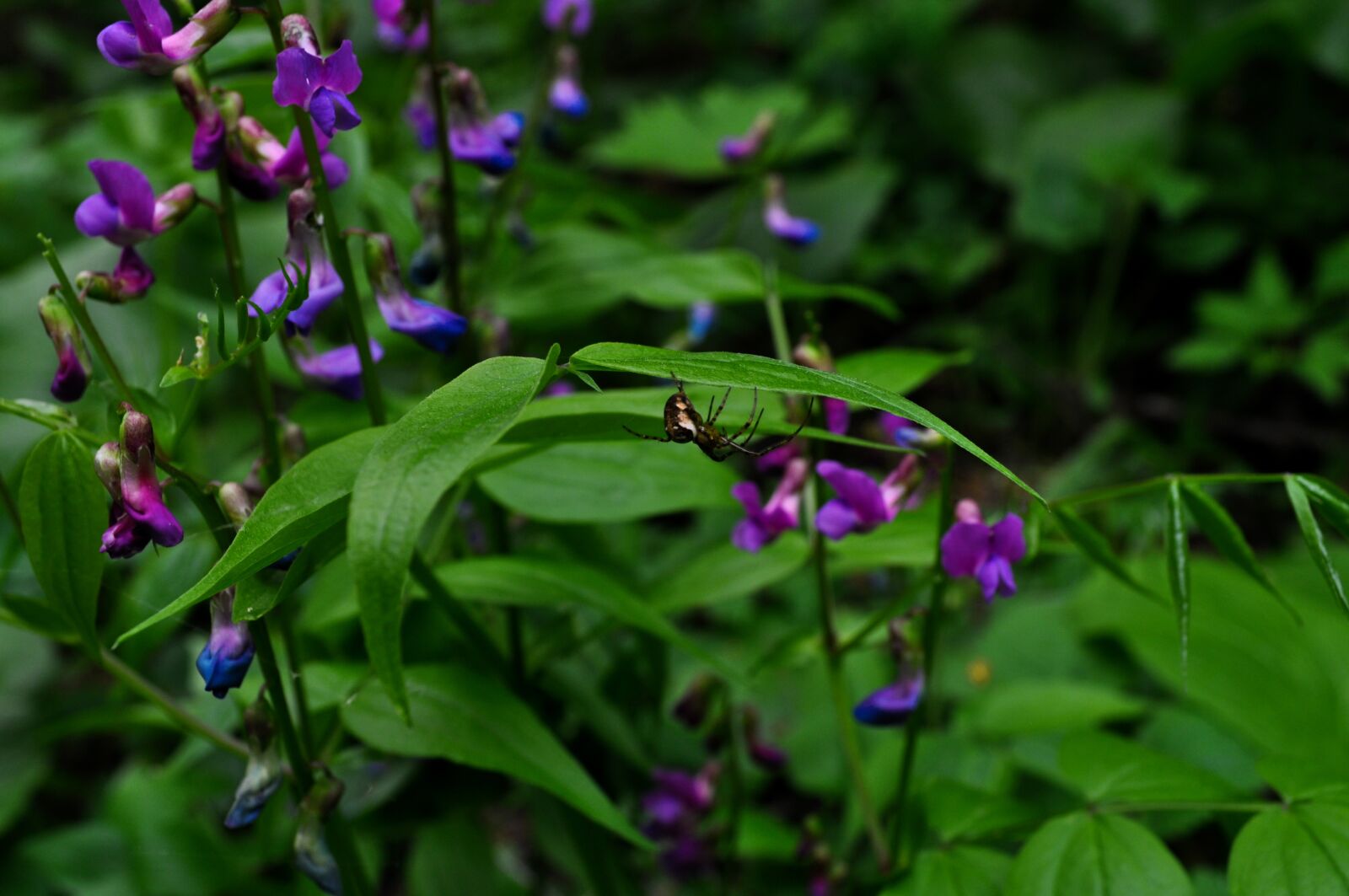 Nikon D5000 sample photo. Flowers, spider, nature photography