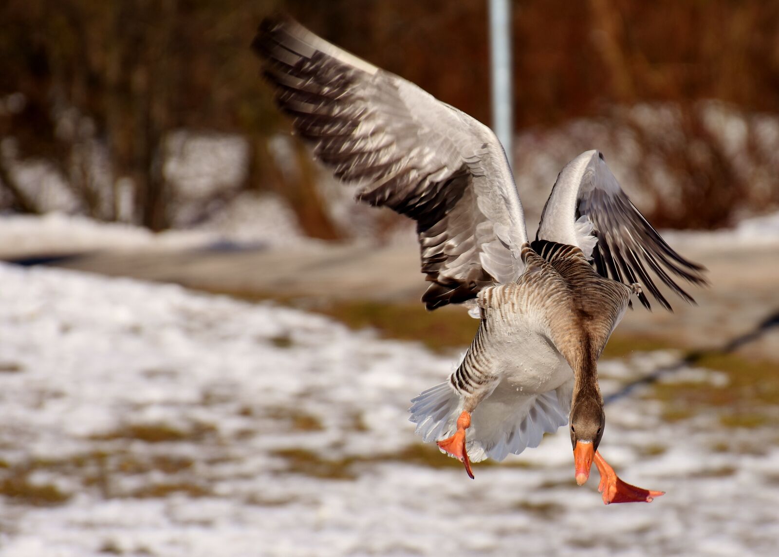 Nikon D7200 sample photo. Goose, flying, flight photography