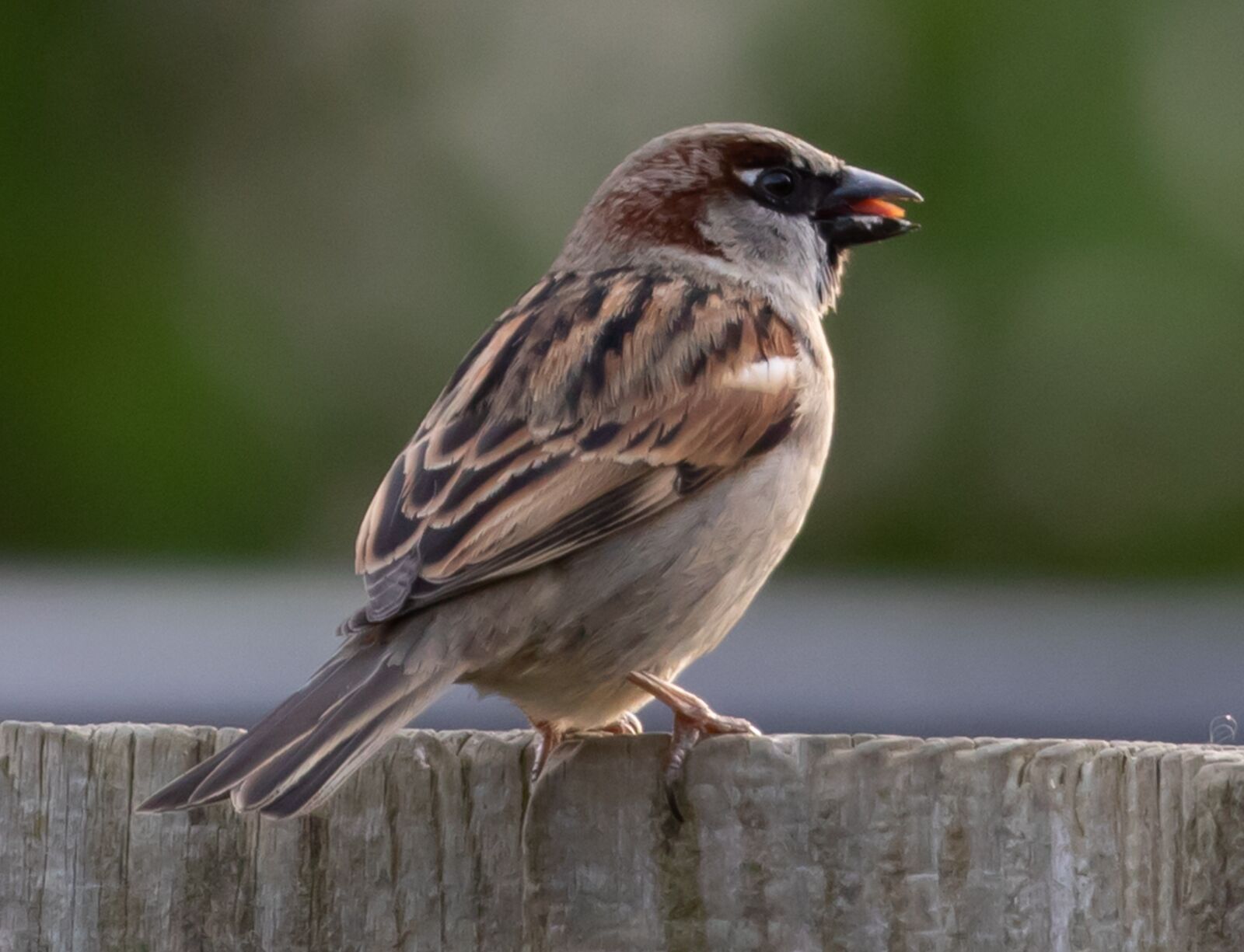 Canon EOS 7D Mark II sample photo. Sparrow, garden bird, cute photography