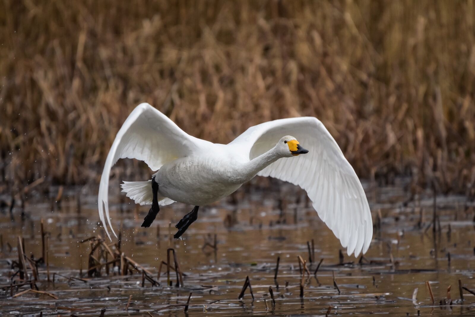 Nikon D7200 sample photo. Animal, pond, water photography