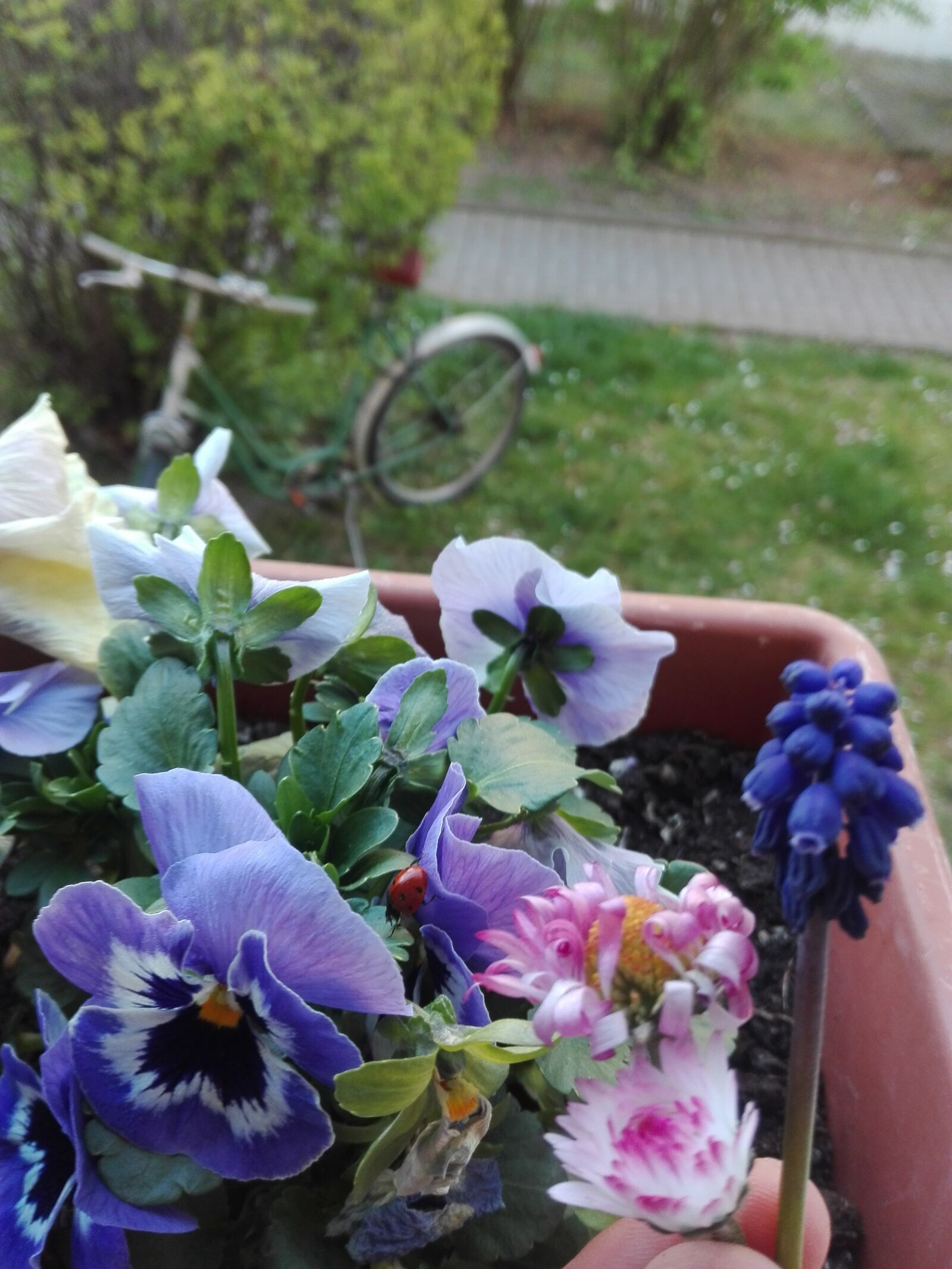 HUAWEI P8 Lite sample photo. Flowers, bike, bicycle photography
