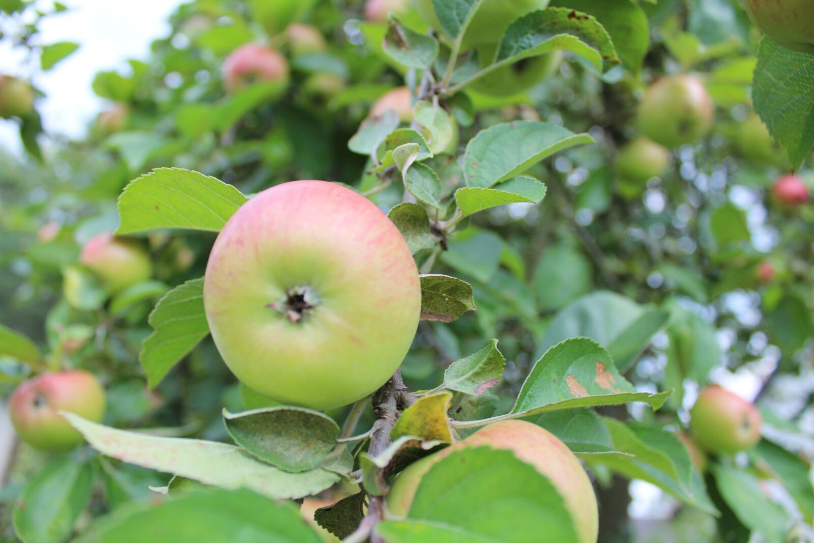 Canon EOS 1300D (EOS Rebel T6 / EOS Kiss X80) sample photo. Apple, sad, garden photography