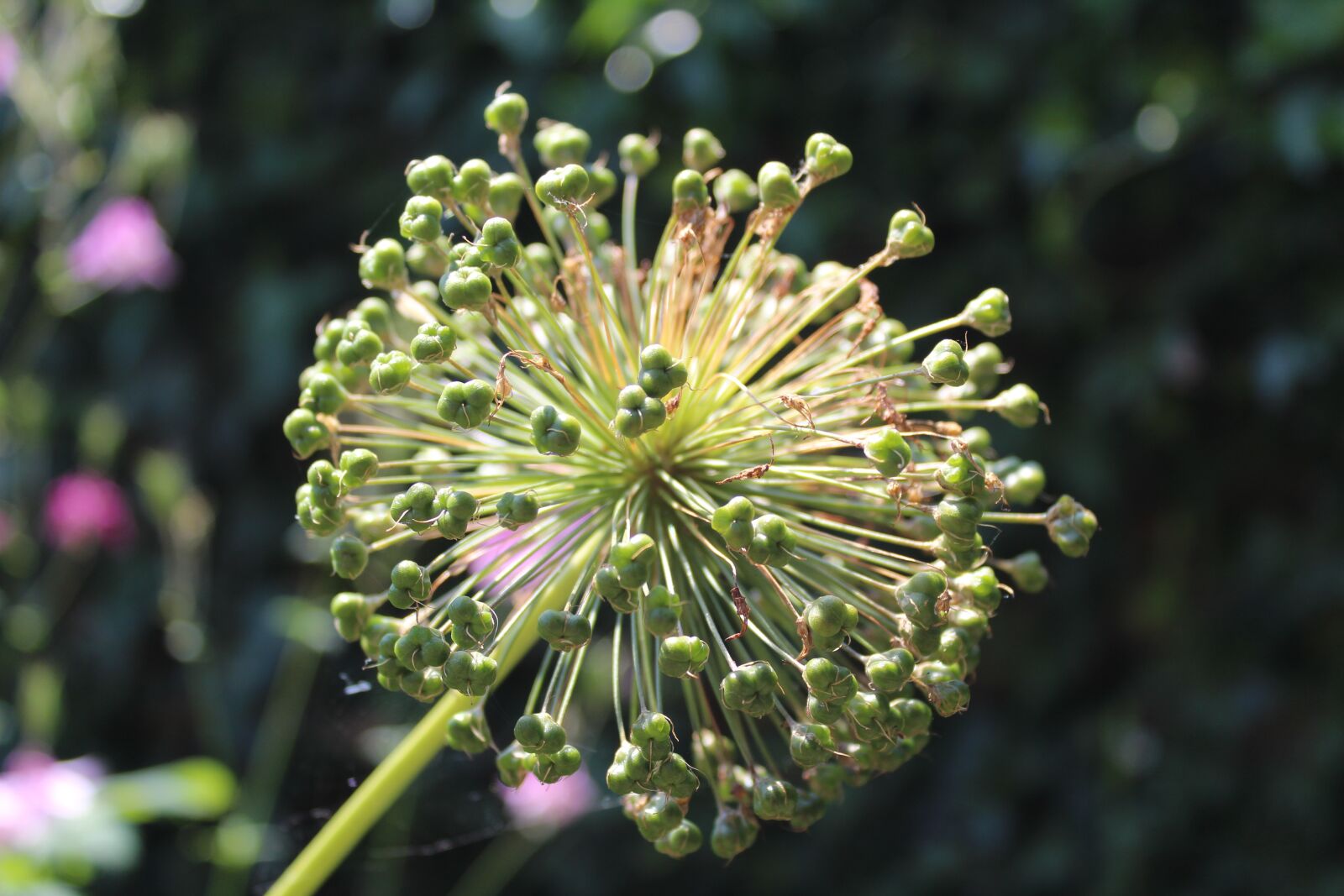 Canon EOS 1300D (EOS Rebel T6 / EOS Kiss X80) sample photo. Allium, allium seed head photography