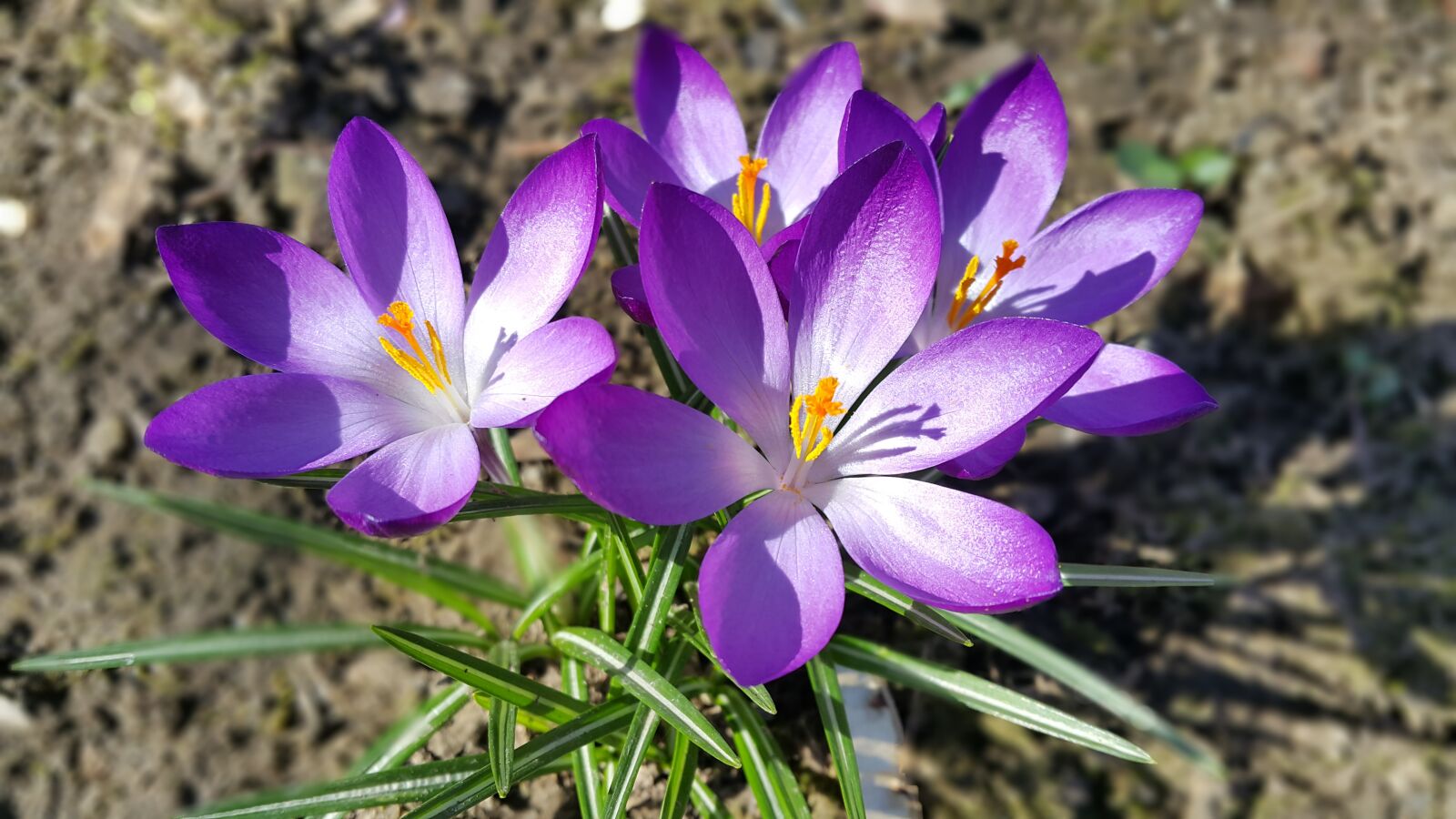 Samsung Galaxy Note4 sample photo. Spring, flowers, crocus photography