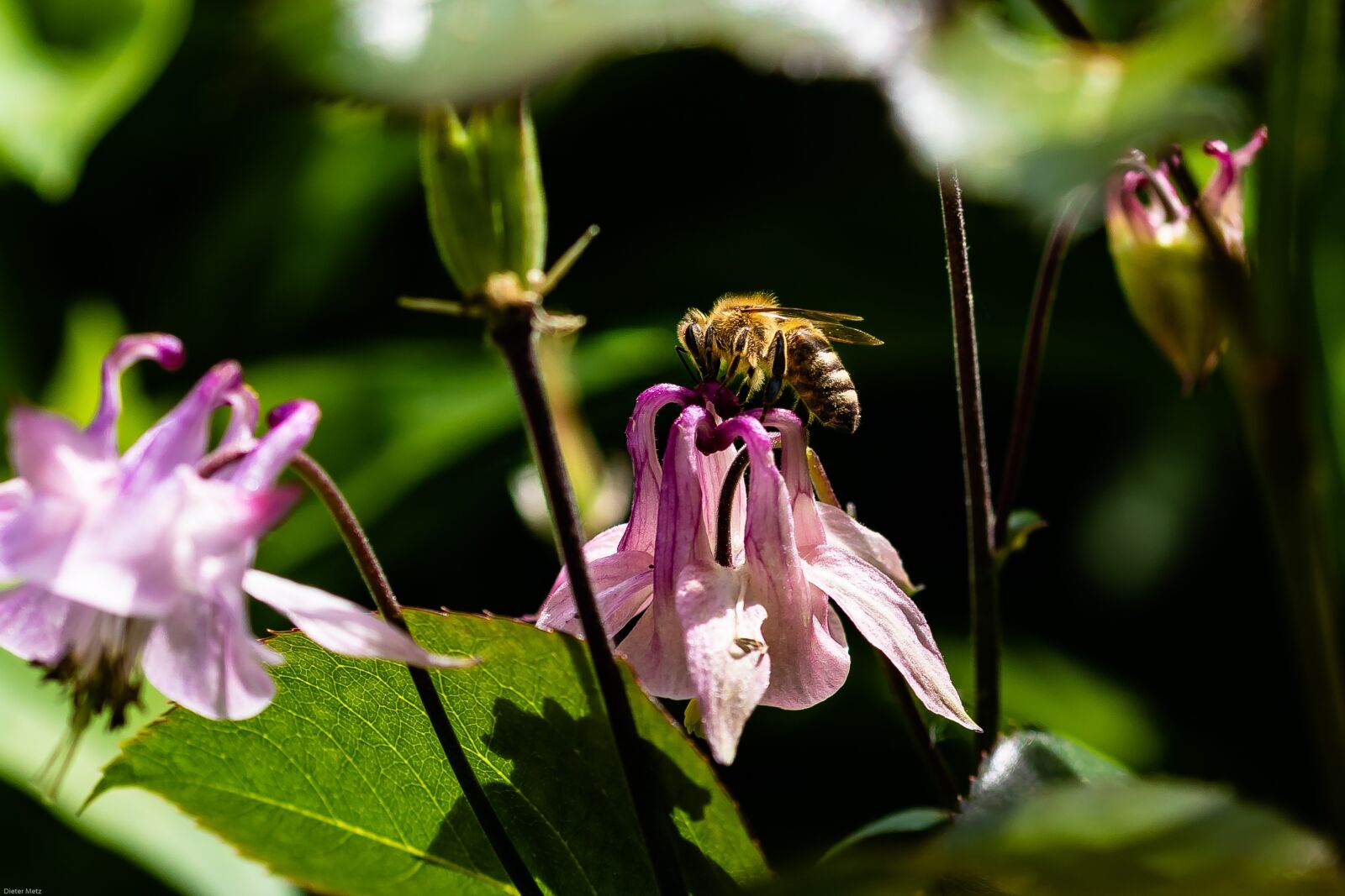 Canon EOS 7D Mark II sample photo. Columbine, flower, bee photography