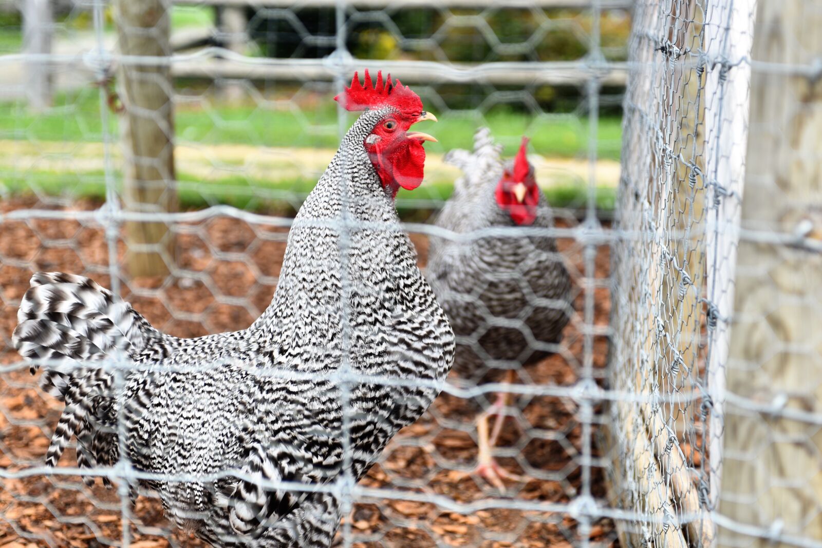 Nikon D750 sample photo. Chicken, rooster, fowl photography