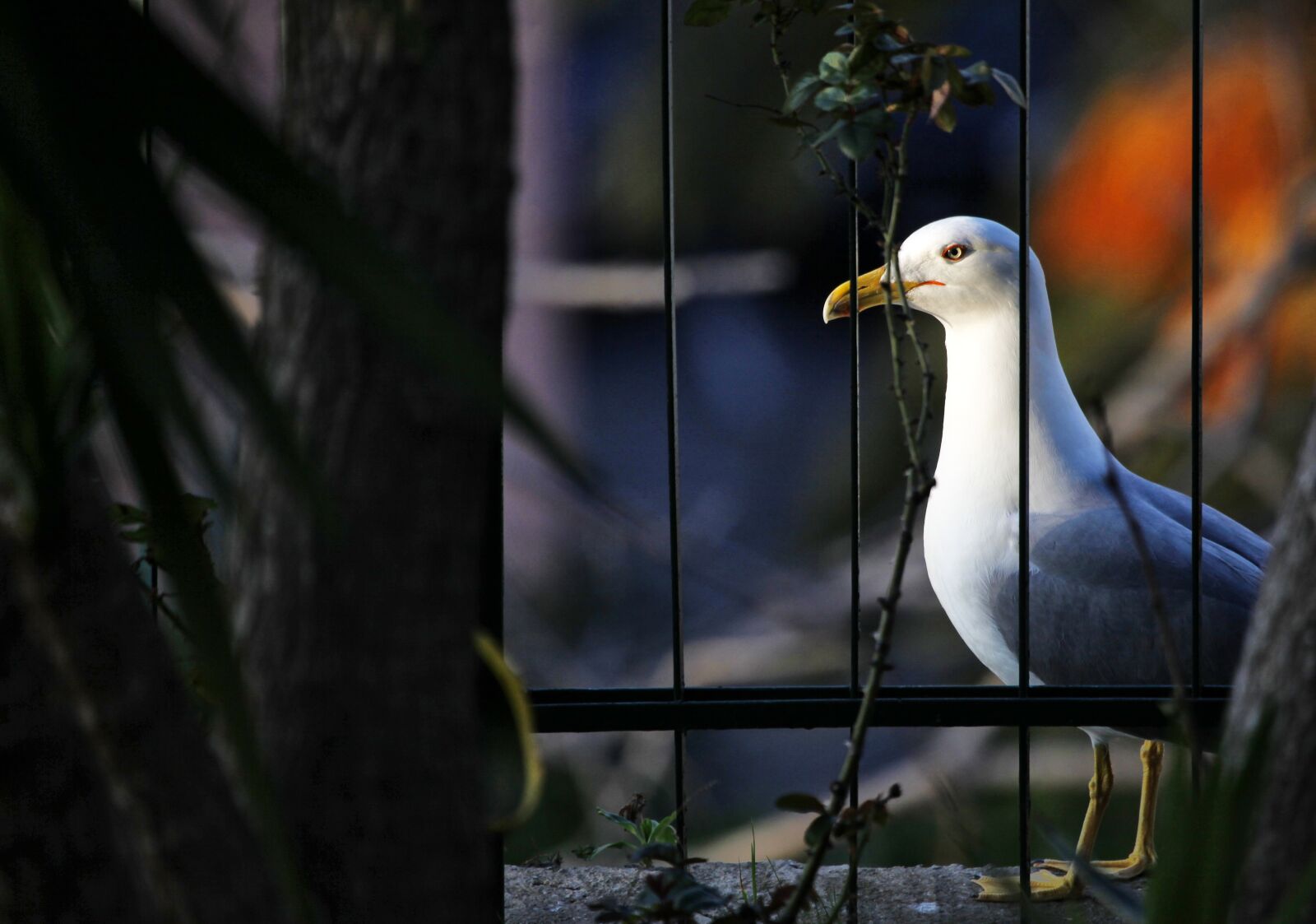 Canon EOS 5D Mark II sample photo. Seagull, eyes, beak photography