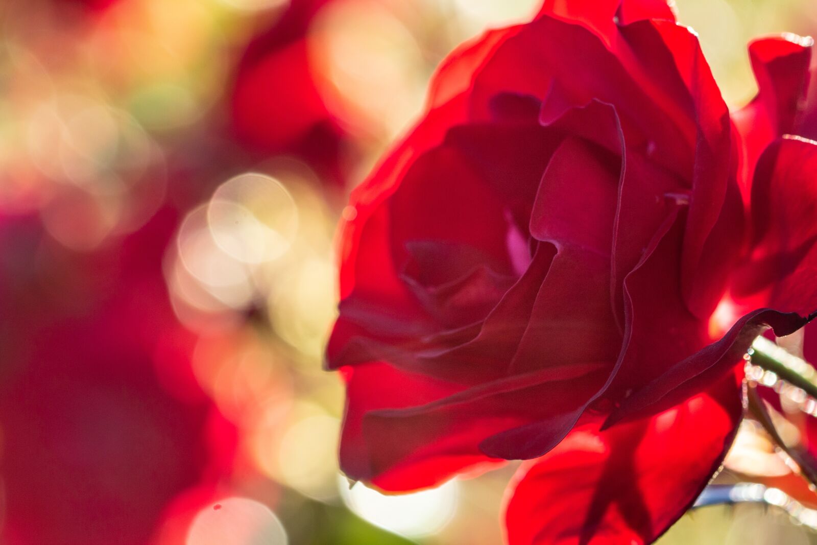 Canon EOS 60D + Canon EF 100mm F2.8L Macro IS USM sample photo. Rose, flower, a red photography