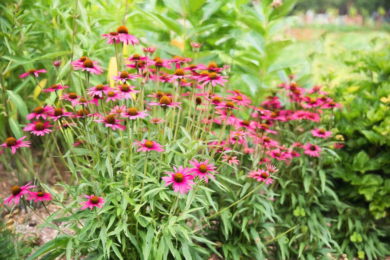 Canon EF 24-70mm F2.8L II USM sample photo. Pink, blooms, daisy photography