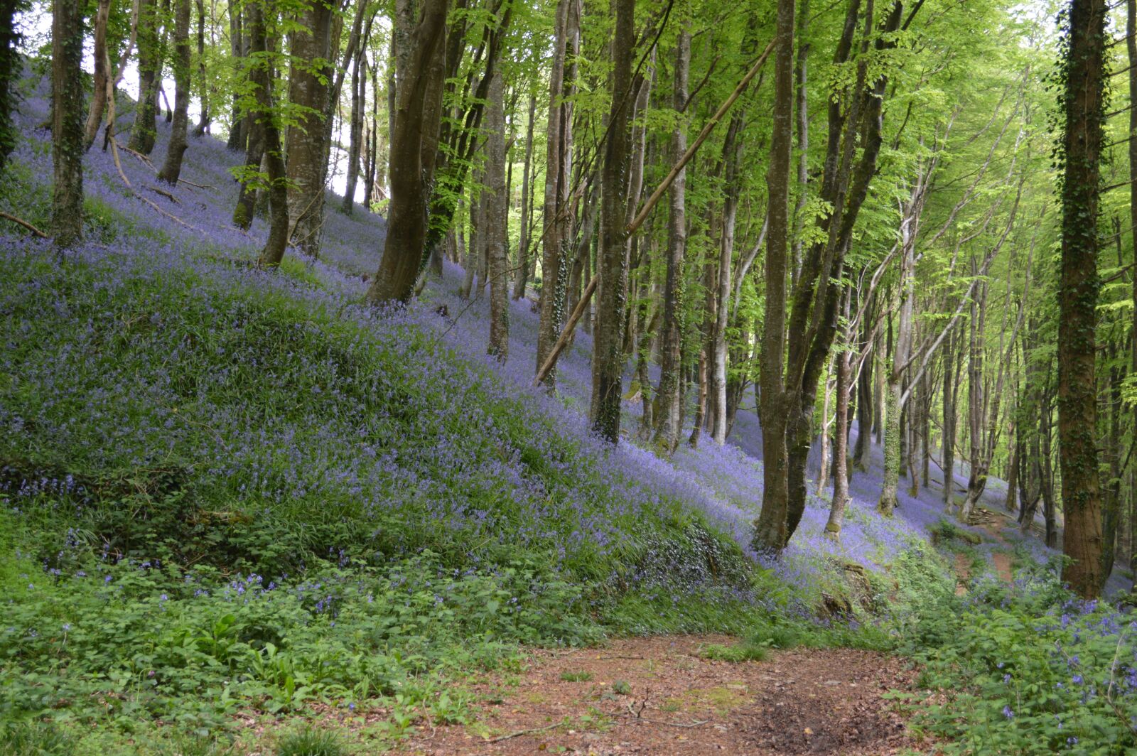Nikon D3200 sample photo. Trees, wood, flowers photography