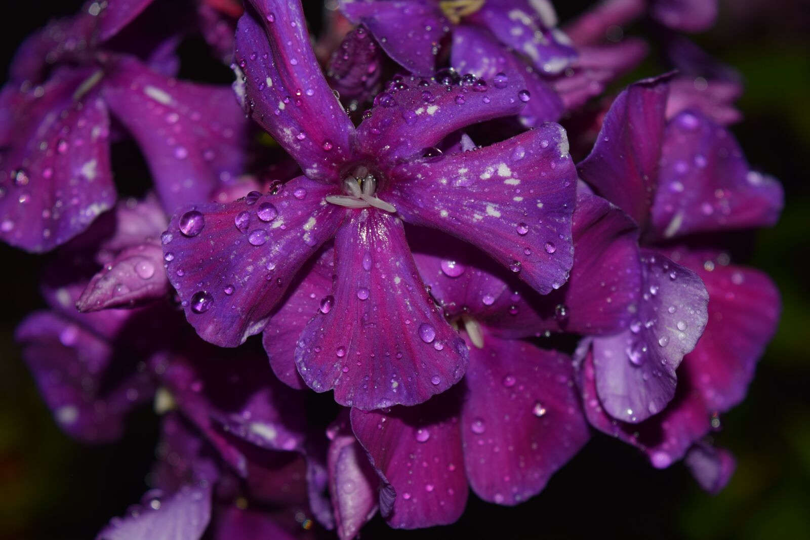 Nikon D3300 sample photo. Blossom, bloom, flower photography