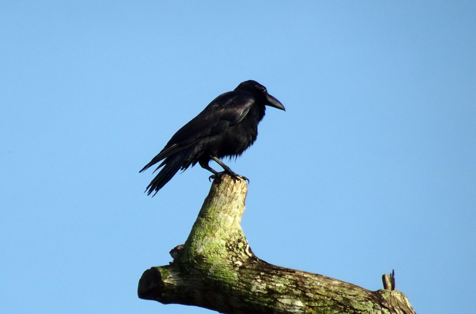 Sony Cyber-shot DSC-HX90V sample photo. Bird, crow, indian jungle photography