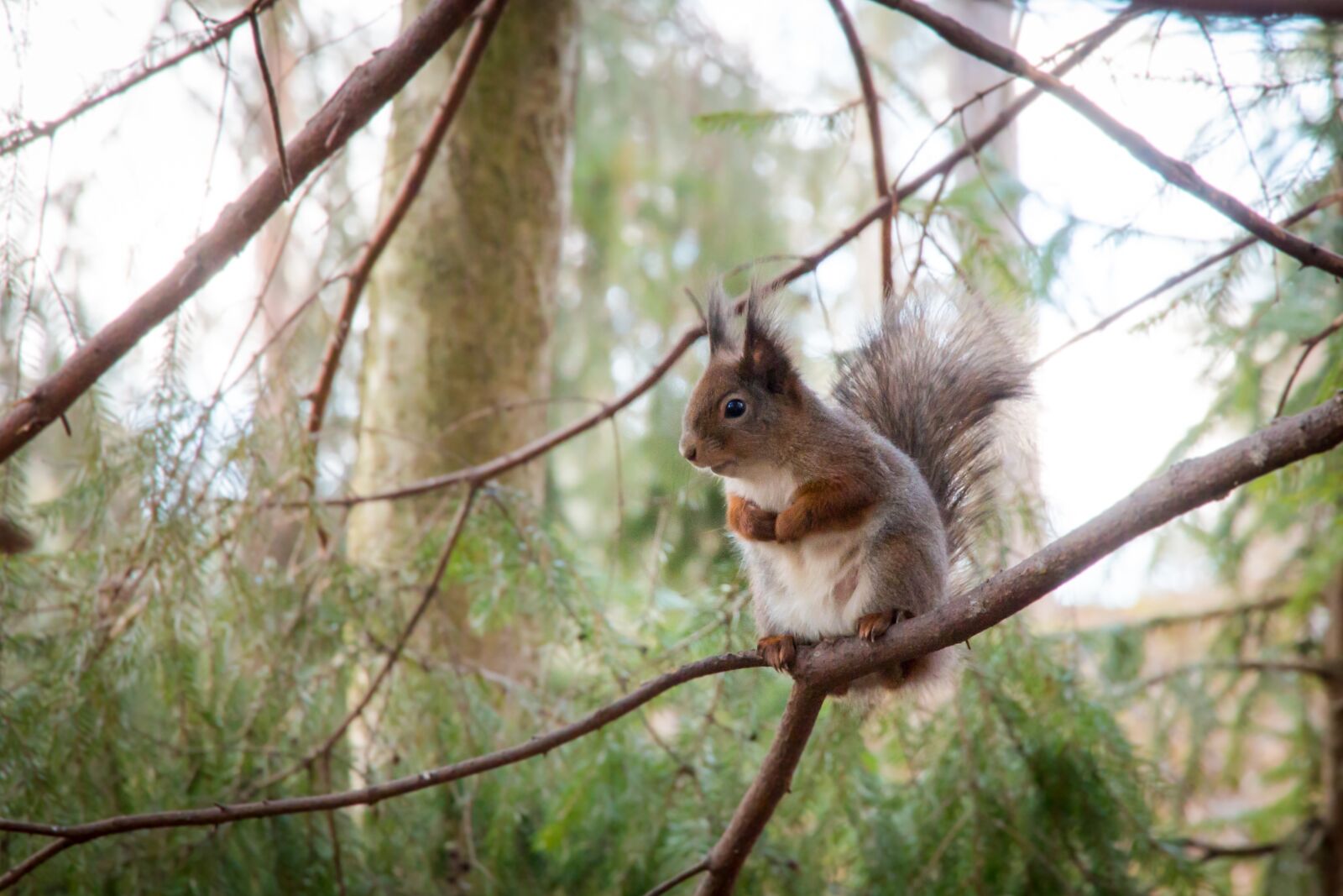 Canon EOS 70D + Canon EF-S 15-85mm F3.5-5.6 IS USM sample photo. Squirrel, forest, tree photography