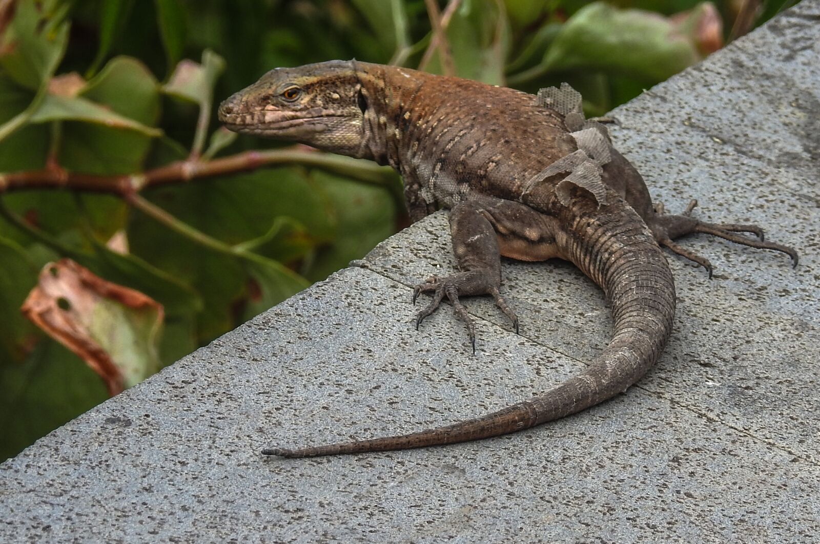 Nikon Coolpix P900 sample photo. Nature, tenerife, animal photography