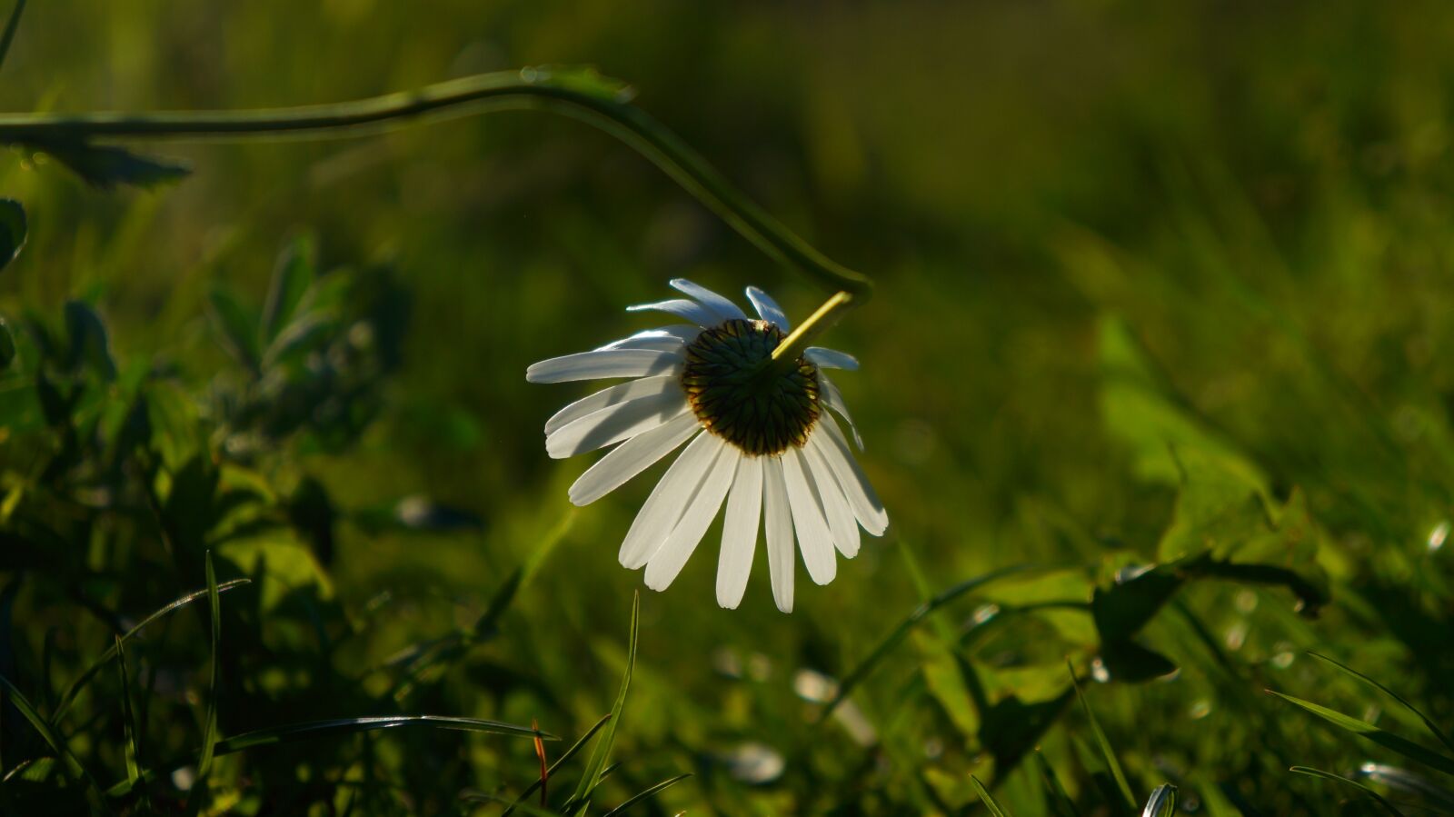 Sony Alpha a3000 + Sony E 18-55mm F3.5-5.6 OSS sample photo. Nature, plants, daisy photography