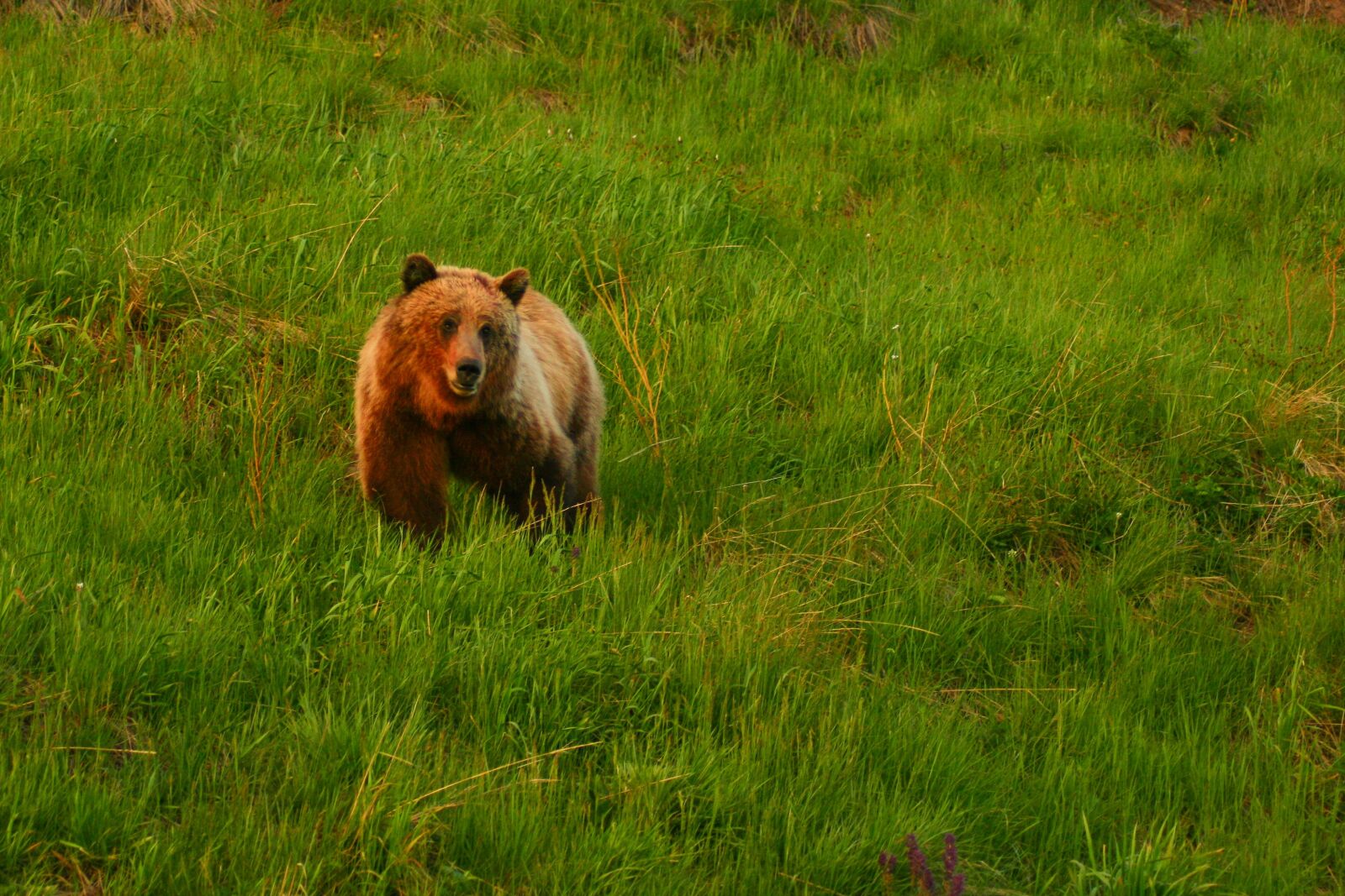 Canon EOS 400D (EOS Digital Rebel XTi / EOS Kiss Digital X) sample photo. Grizzly, grizzly bear, bear photography
