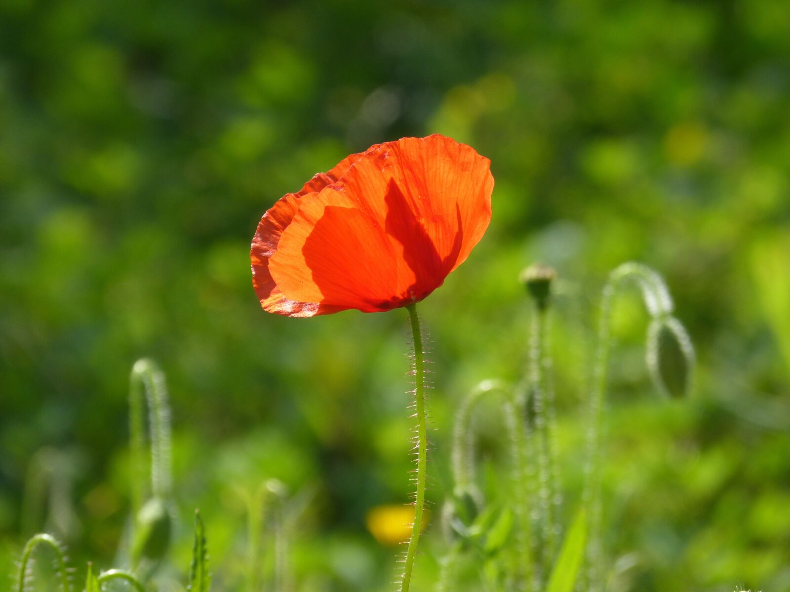 Panasonic DMC-FZ62 sample photo. Poppy, ababol, rosella photography