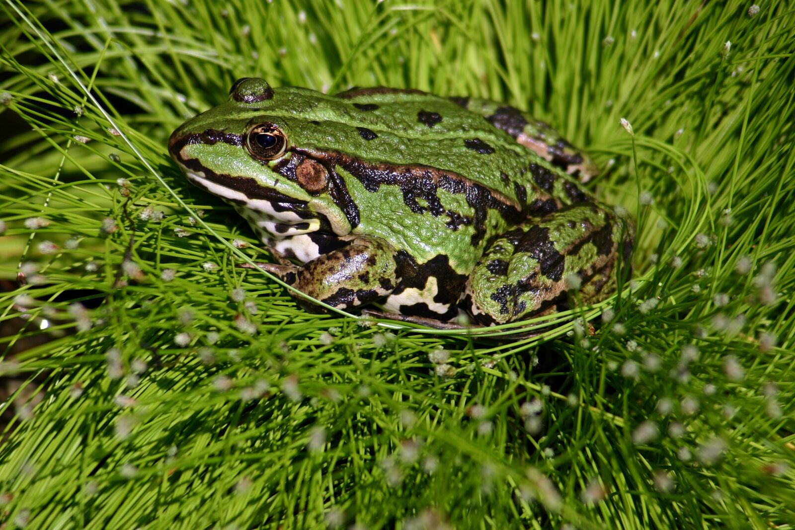Canon EOS 300D (EOS Digital Rebel / EOS Kiss Digital) sample photo. Frog, pond, water frog photography