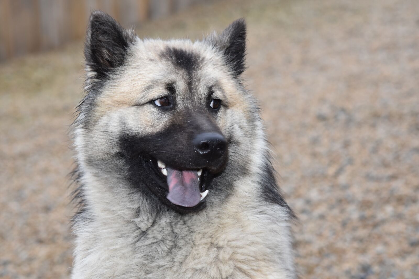 Nikon D5600 sample photo. Dog, bitch, eurasier photography