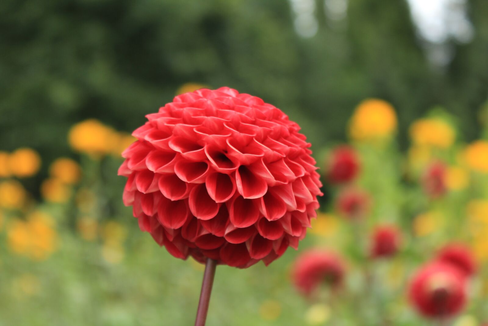 Canon EOS 1200D (EOS Rebel T5 / EOS Kiss X70 / EOS Hi) sample photo. Dahlia, red, summer photography